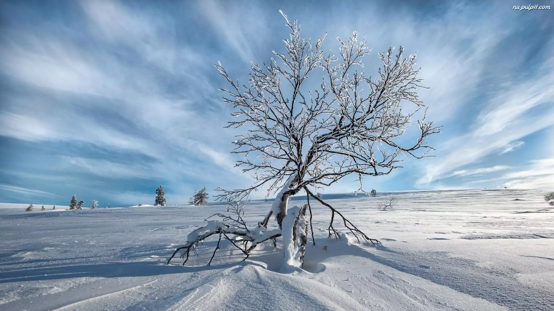 Zima, Drzewo, Śnieg, Samotne