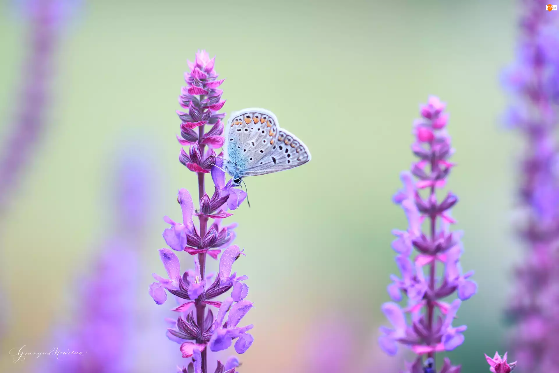 Kwiaty, Modraszek, Motyl