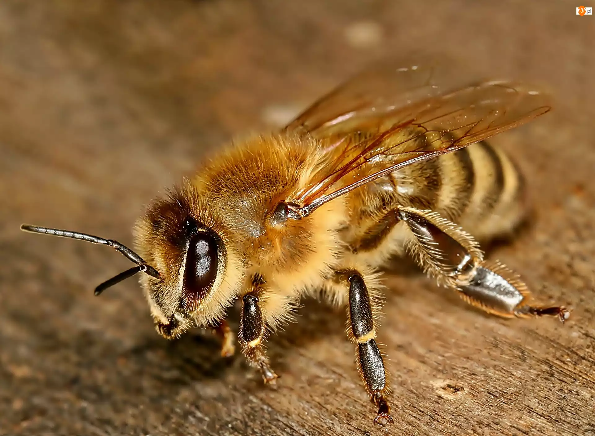 Owad, Pszczoła