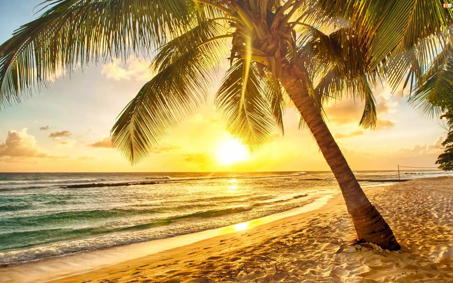 Plaża, Palmy, Morze, Słońce