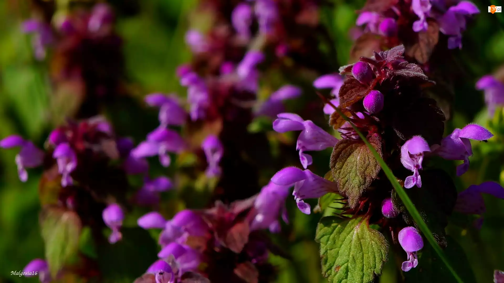 Jasnota purpurowa, Fioletowe, Kwiaty