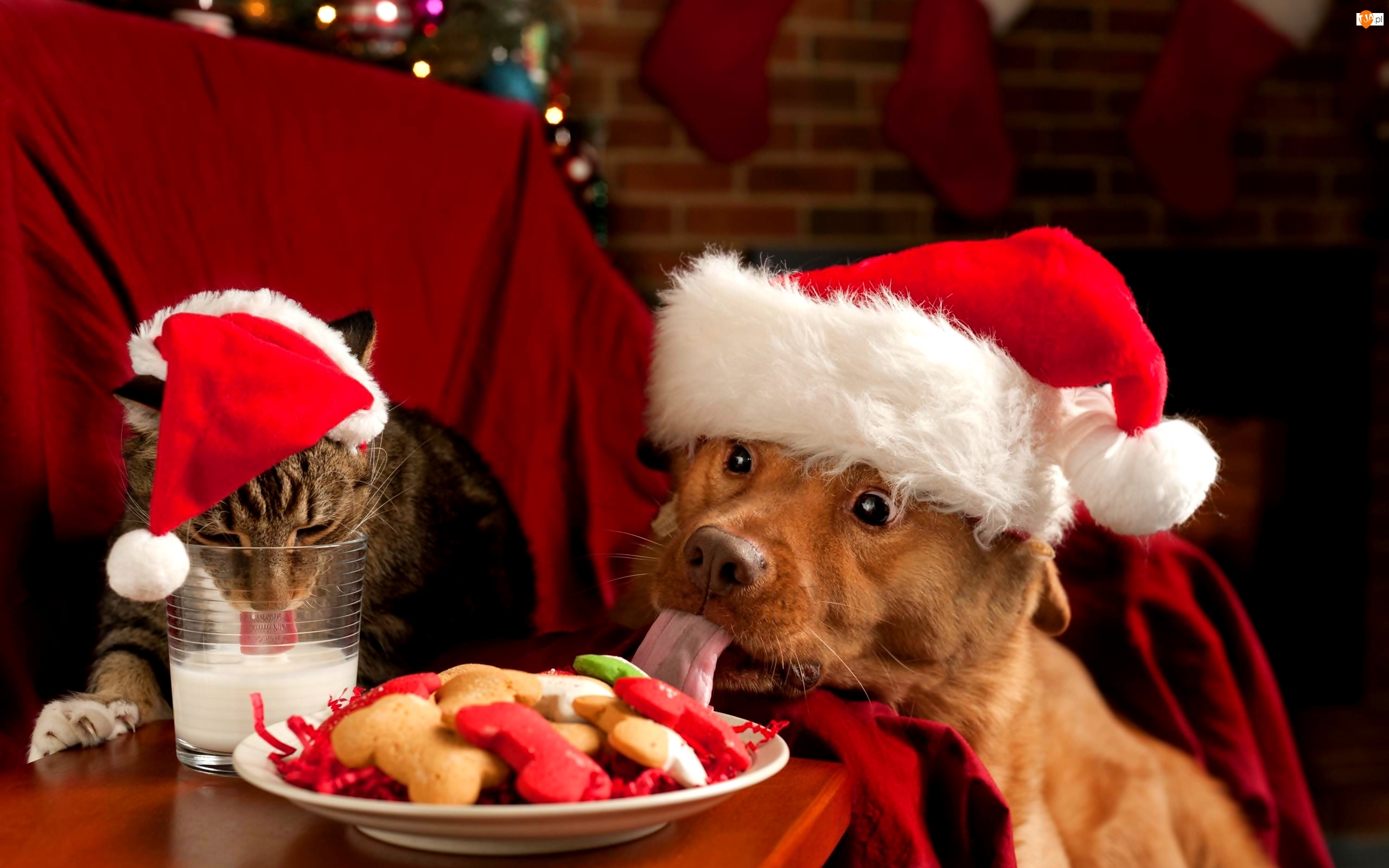Święta, Kot, Pies