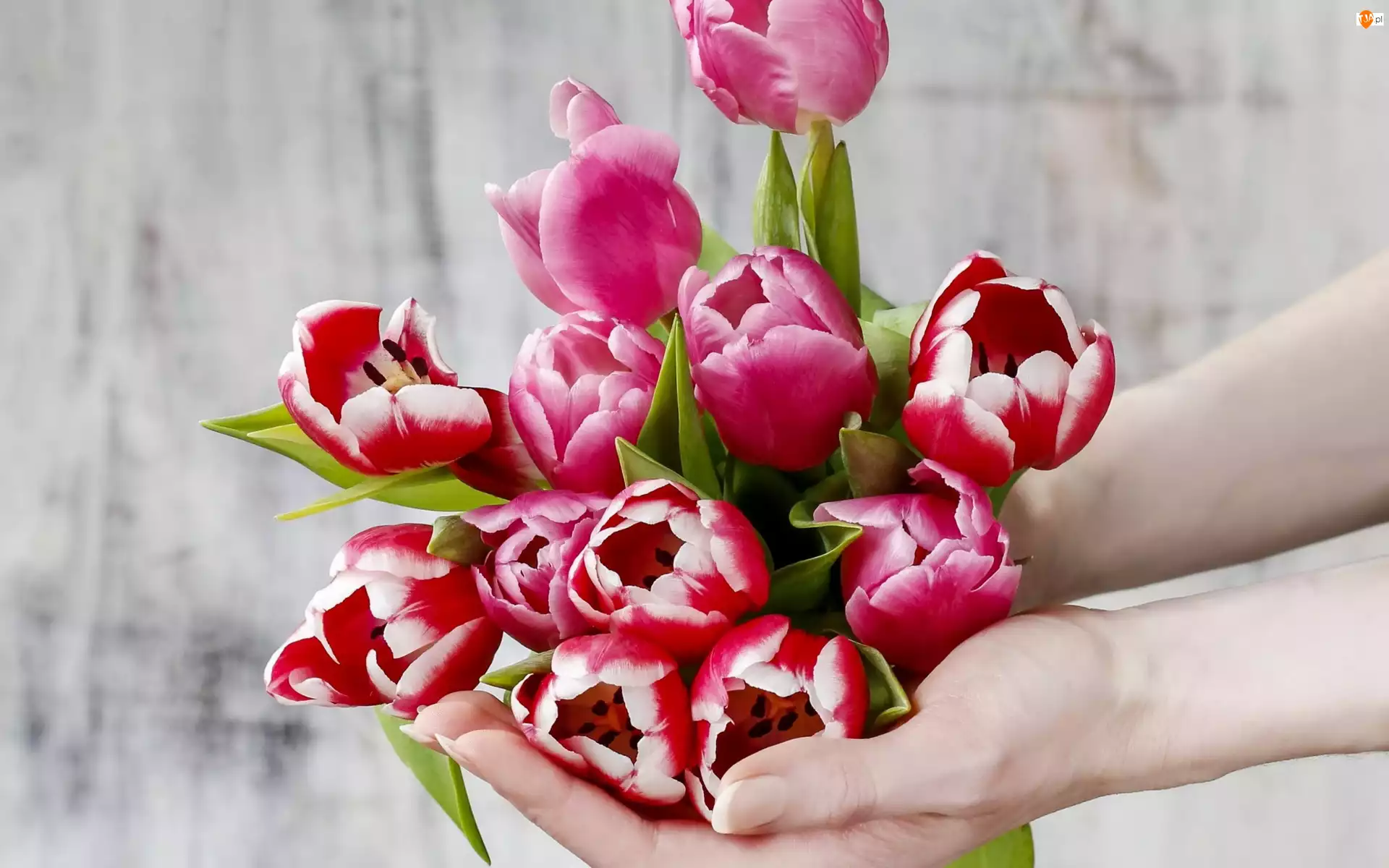 Tulipany, Kwiaty, Dlonie