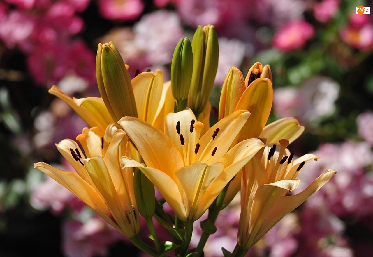Lilie, Kwiaty, Żółte