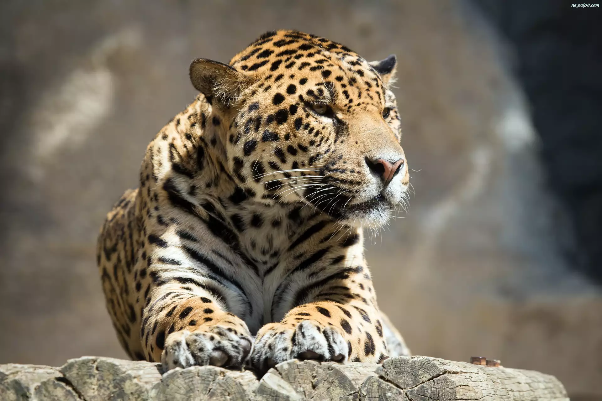 Jaguar, Drewno