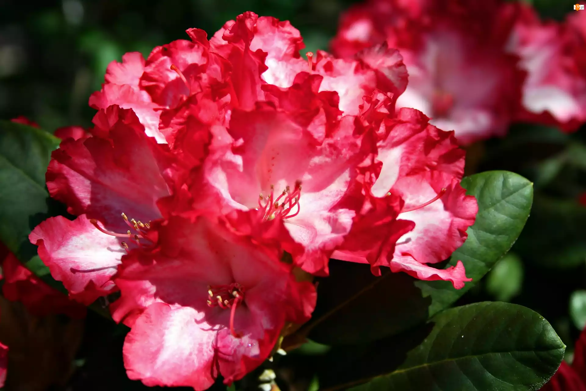 Rododendron, Zbliżenie, Czerwony, Kwiat
