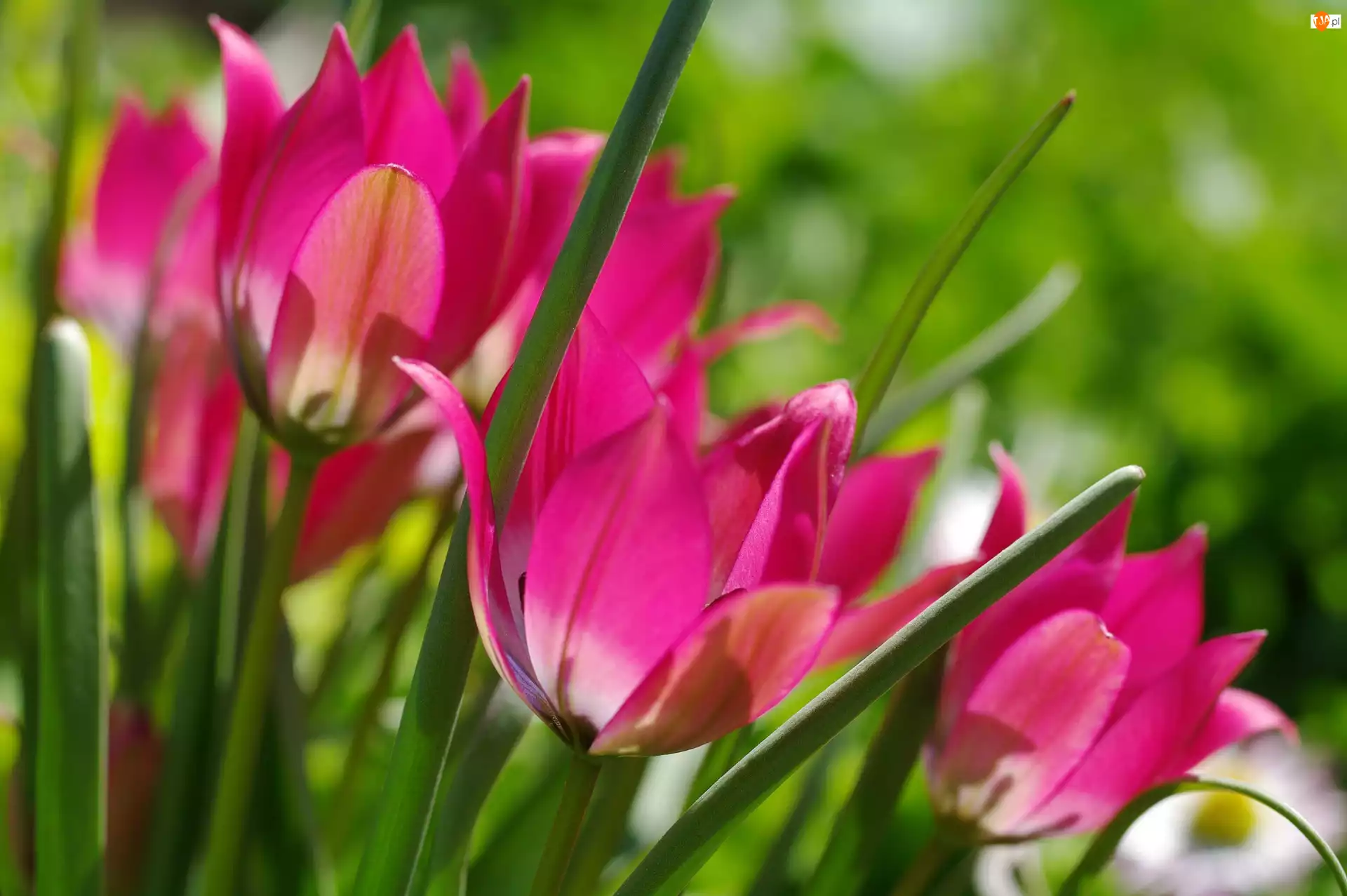 Wiosna, Tulipany, Różowe