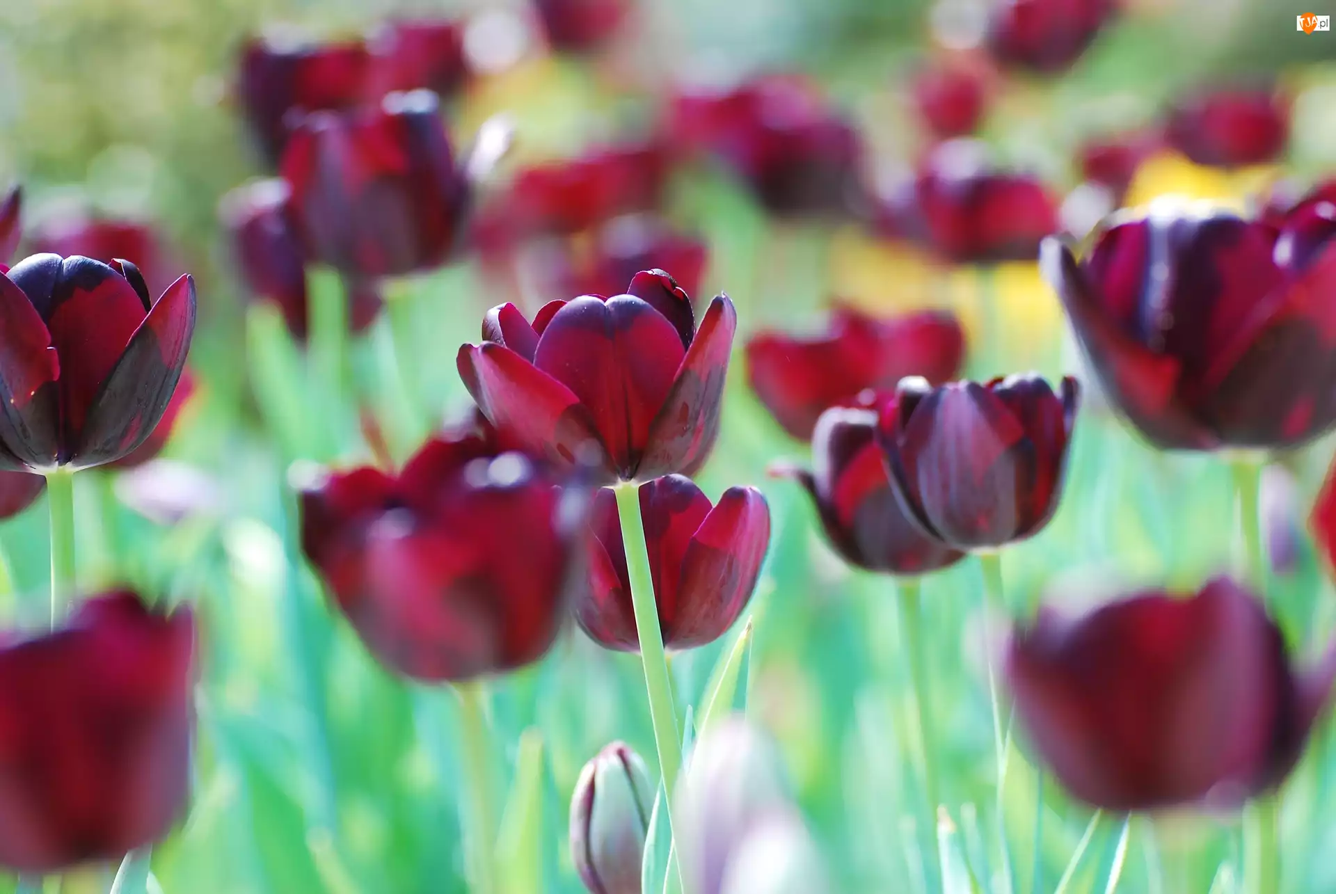 Rozmycie, Ciemnoczerwone, Tulipany