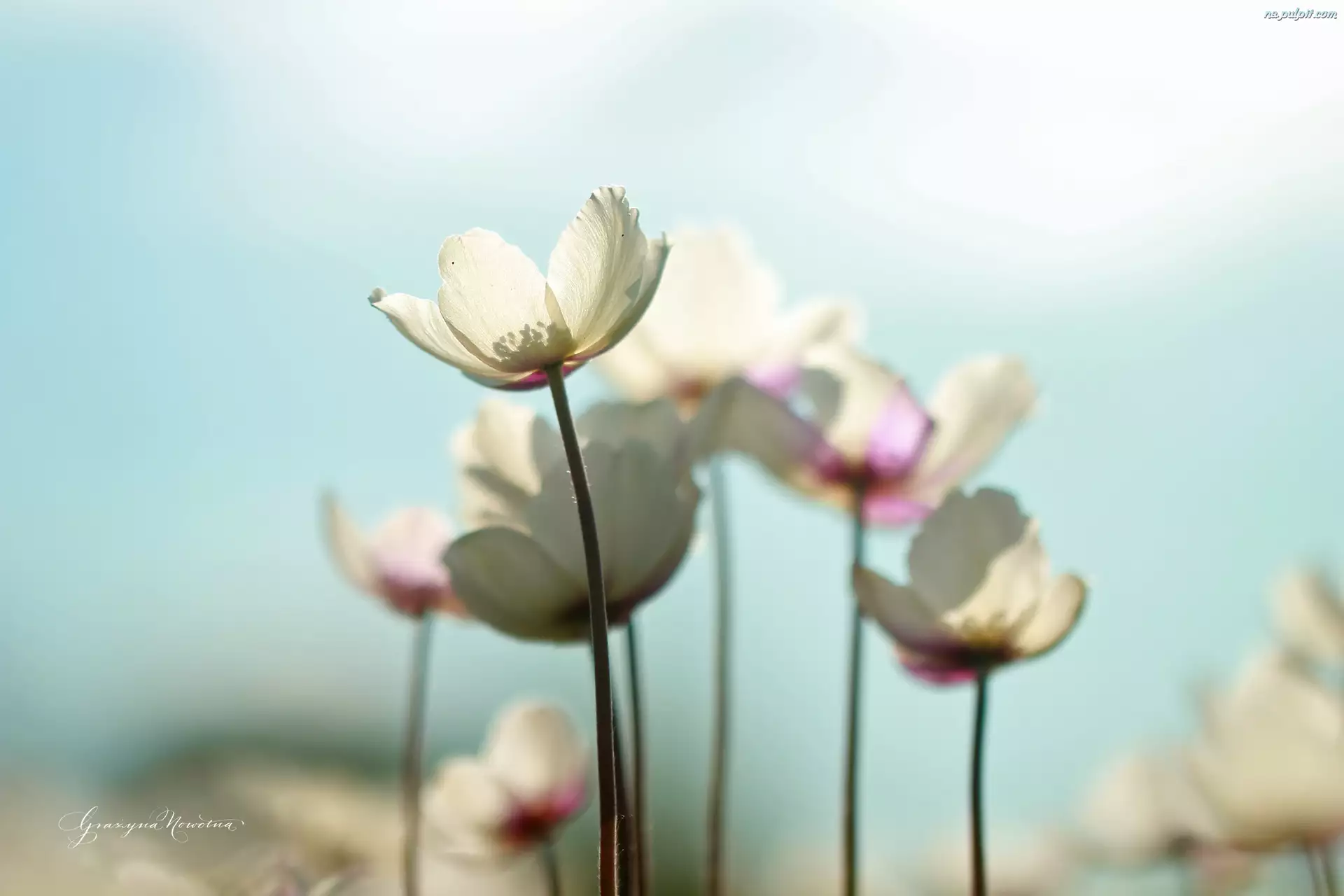 Kwiaty, Białe, Zawilce