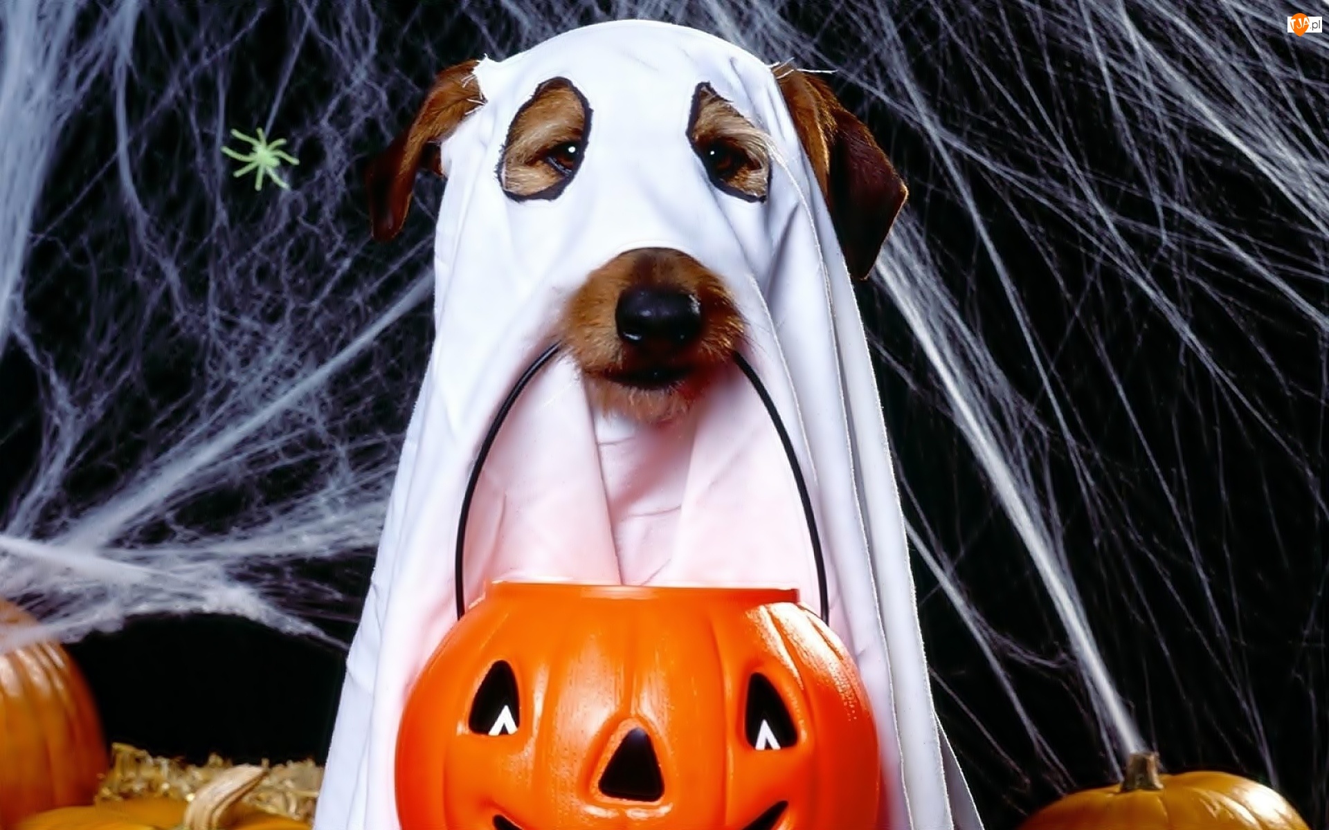 Duch, Pająk, Halloween, Pajęczyna, Pies, Dynia