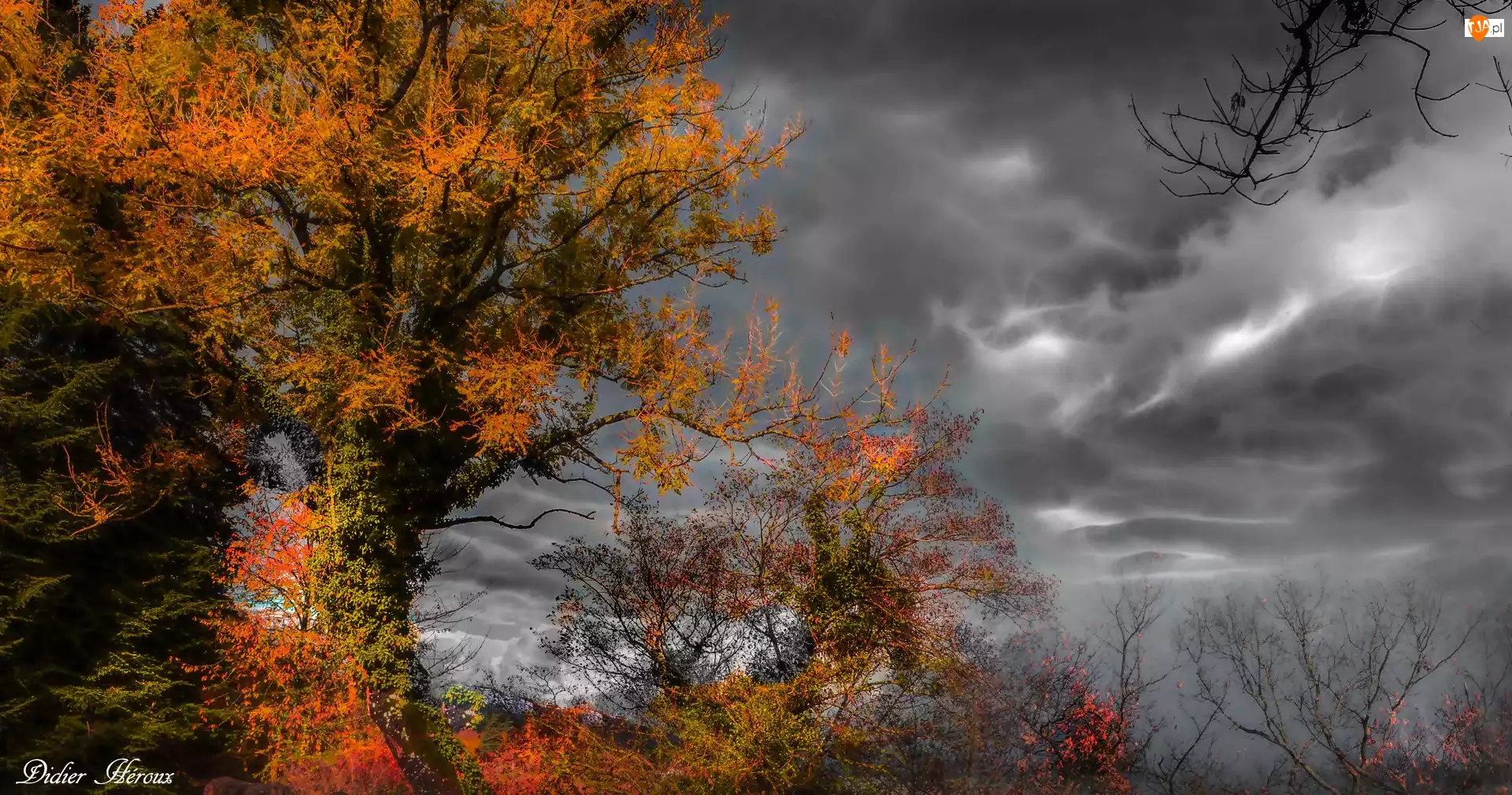 Drzewa, Chmury, Jesień, Ciemne