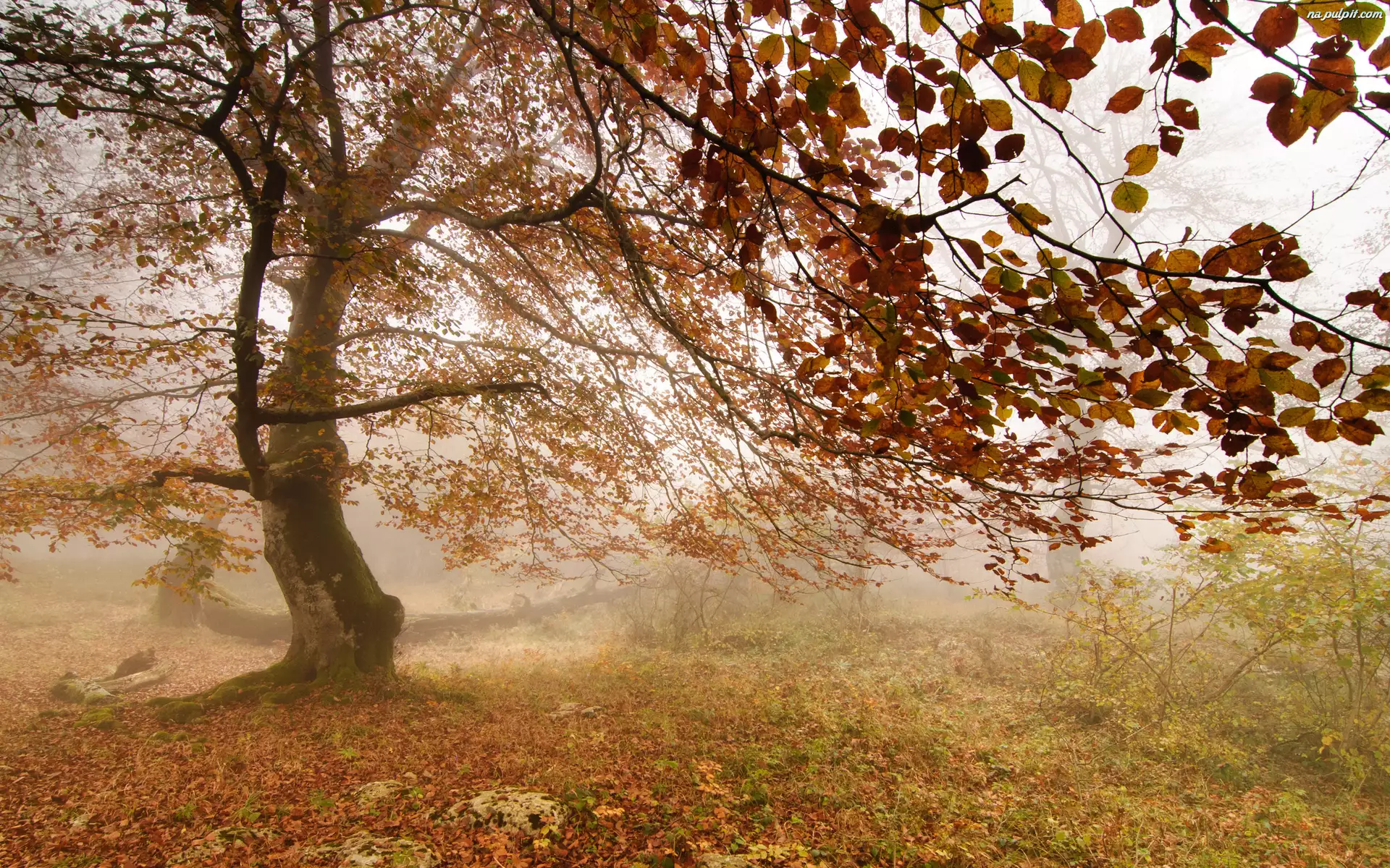 Mgła, Drzewo, Liście
