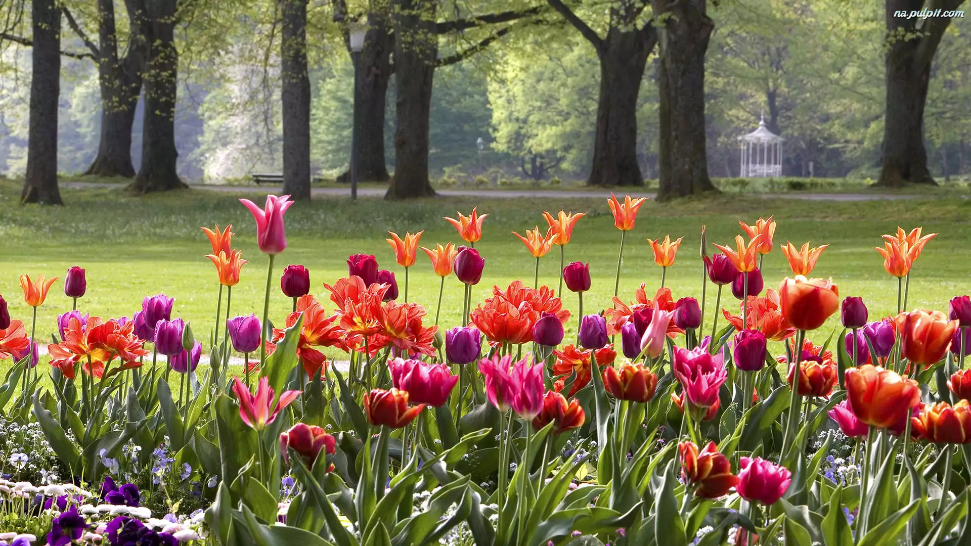 Wiosna, Tulipany, Niemcy, Drzewa, Baden-Baden, Park