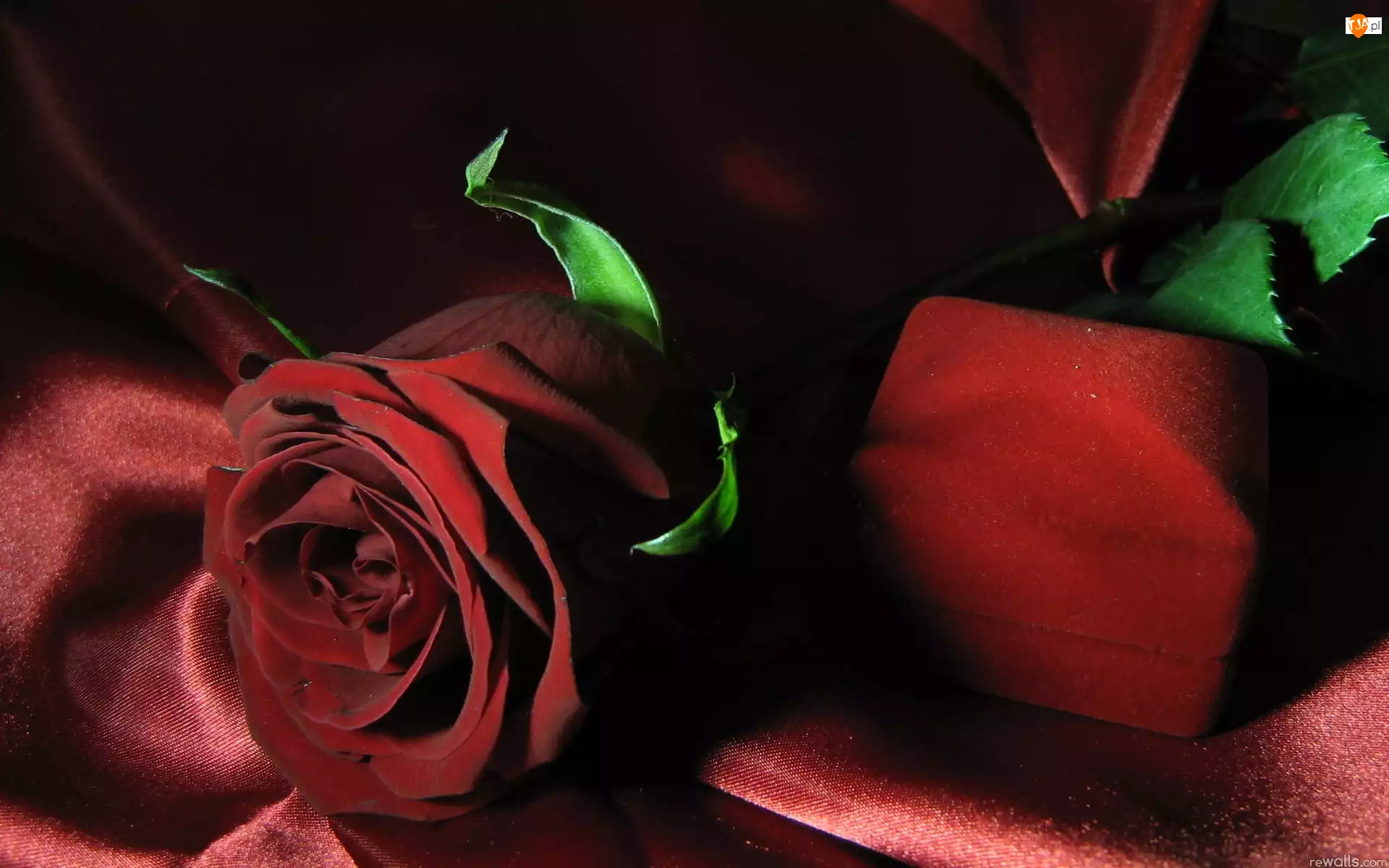 Róża, Czerwona, Kwiat