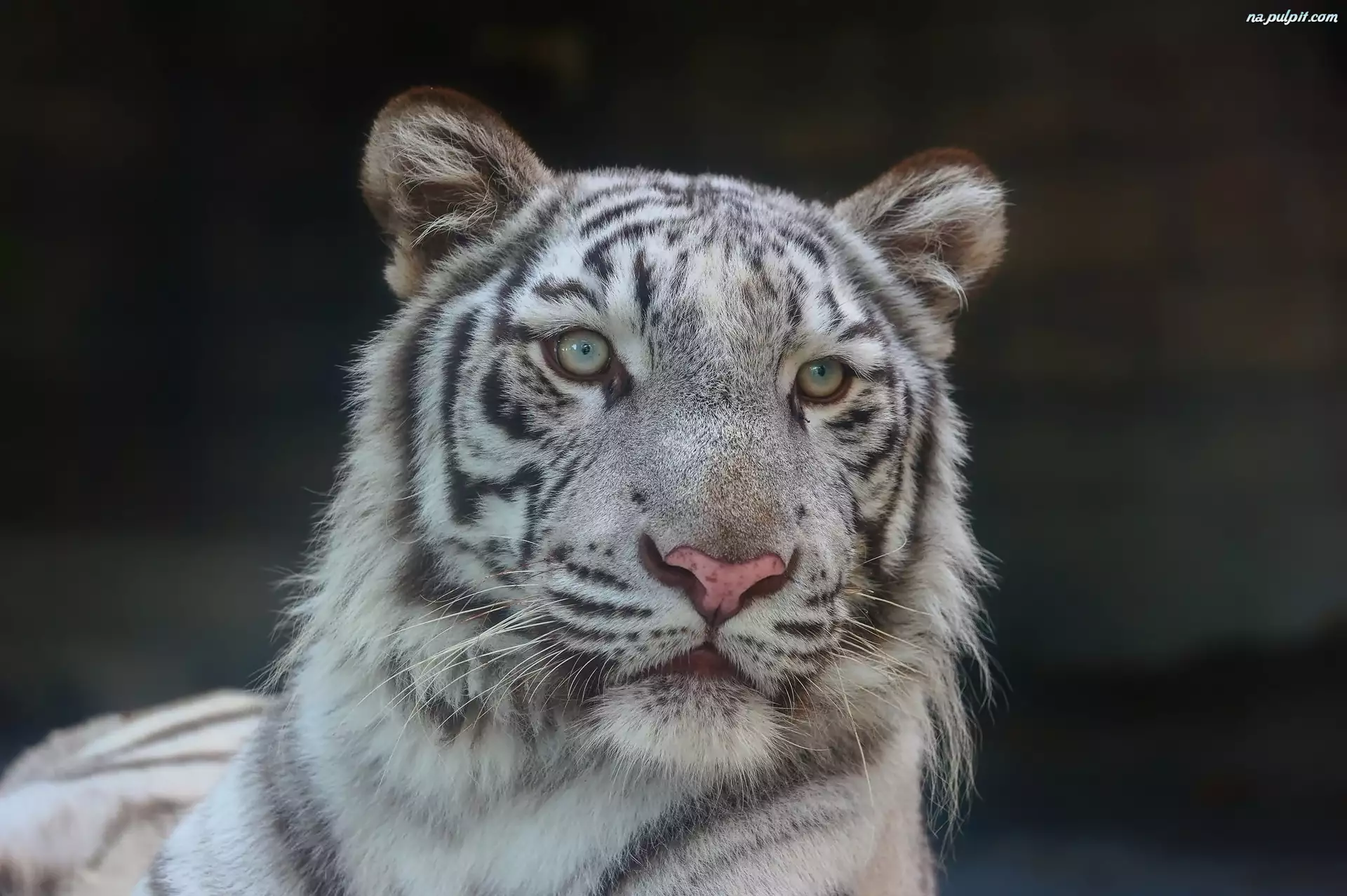 Portret, Biały, Tygrys