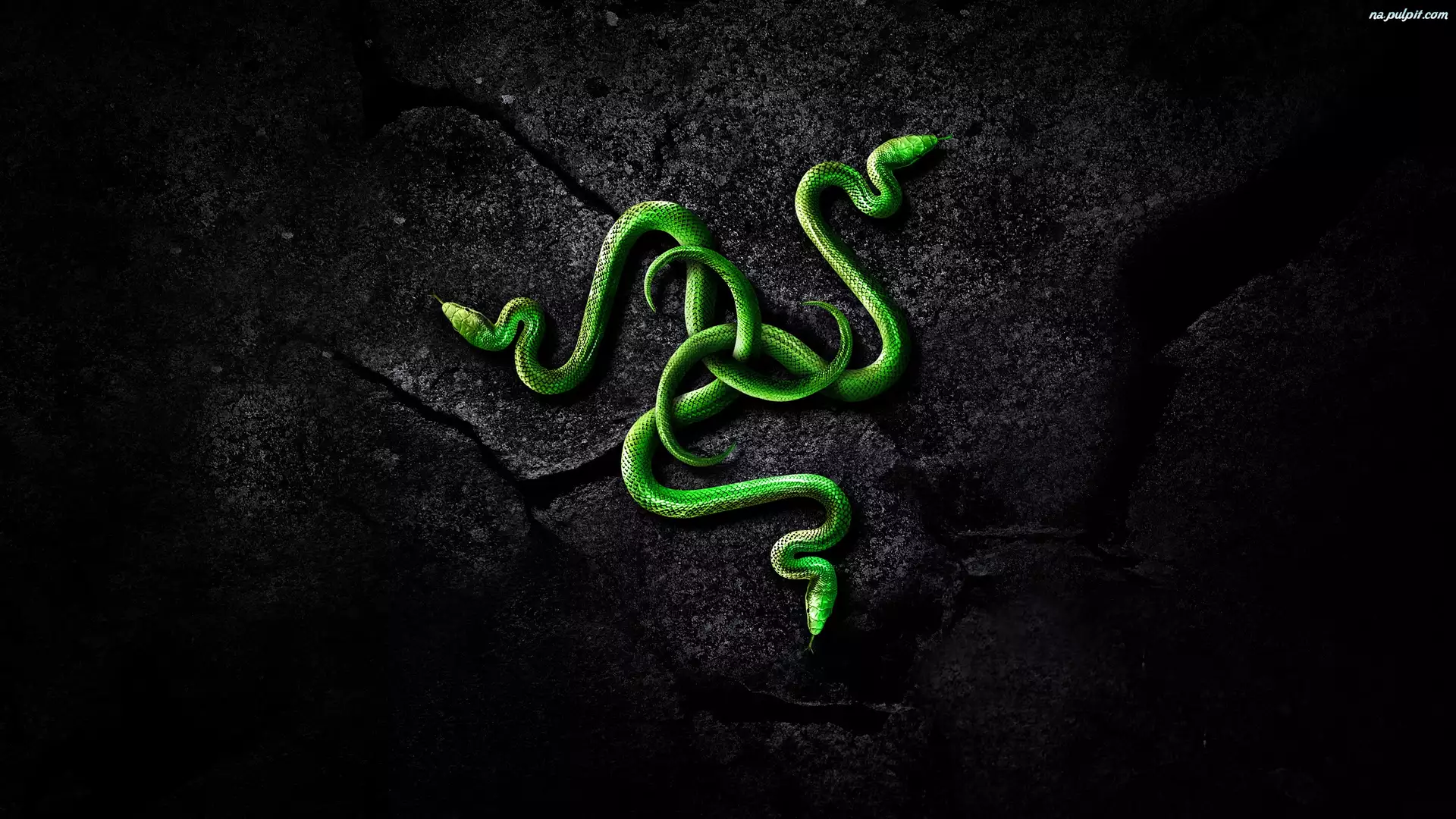Grafika 3D, Razer, Węże, Logo