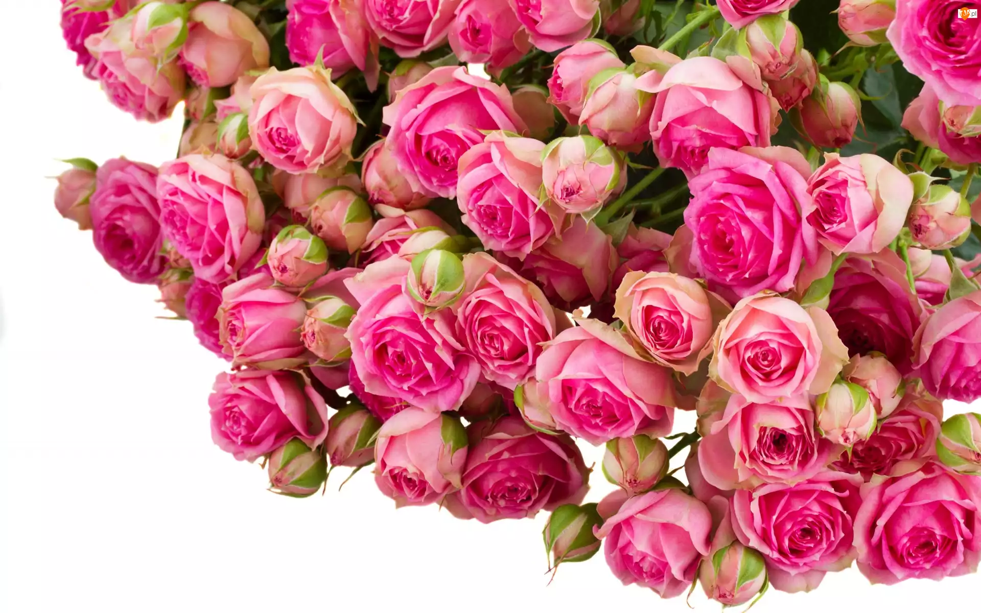 Kwiaty, Roze, Bukiet, Rozowe