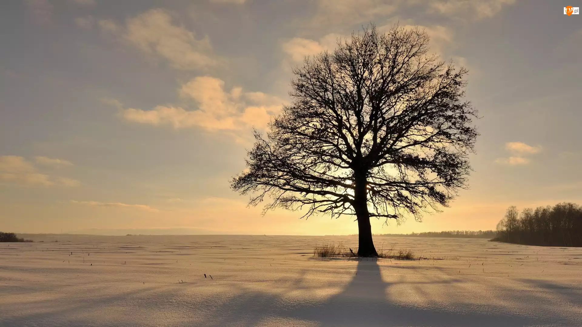 Pole, Zima, Drzewo