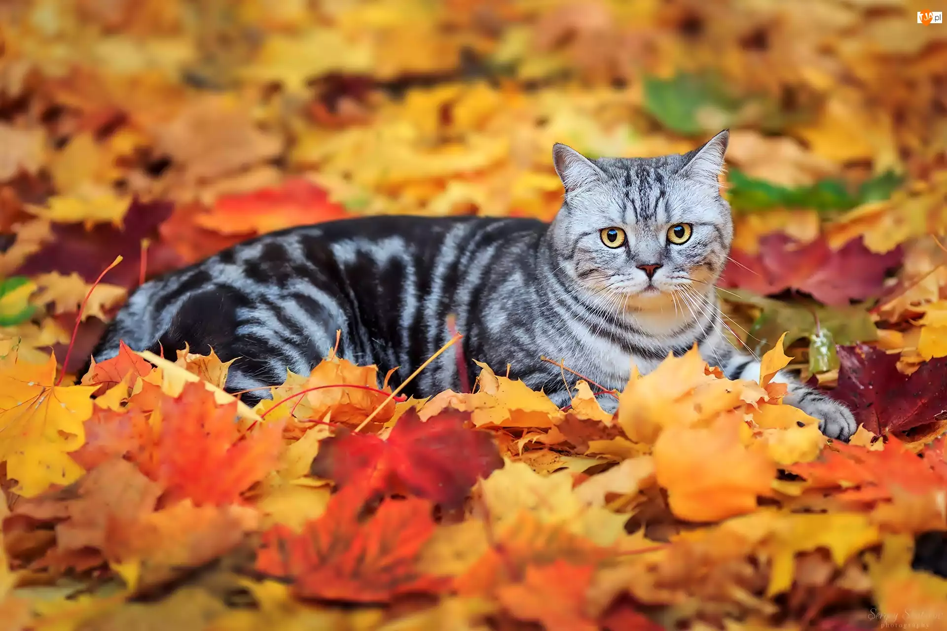 Liście, Kot, Jesień