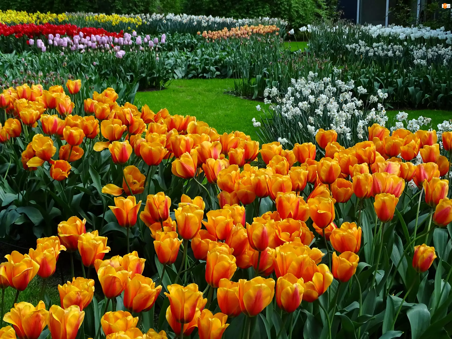 Tulipany, Ogród, Kwiaty