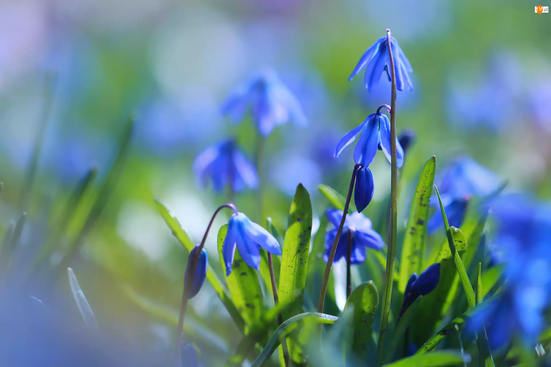 Kwiaty, Cebulica syberyjska, Niebieskie