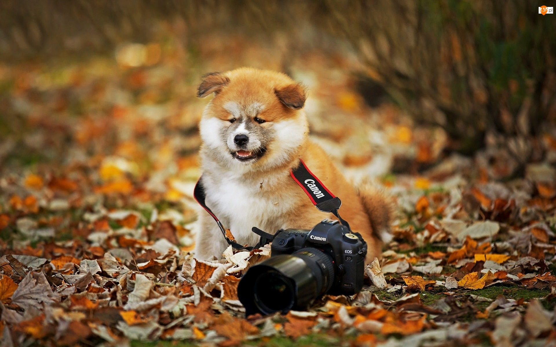 Собака с фотоаппаратом