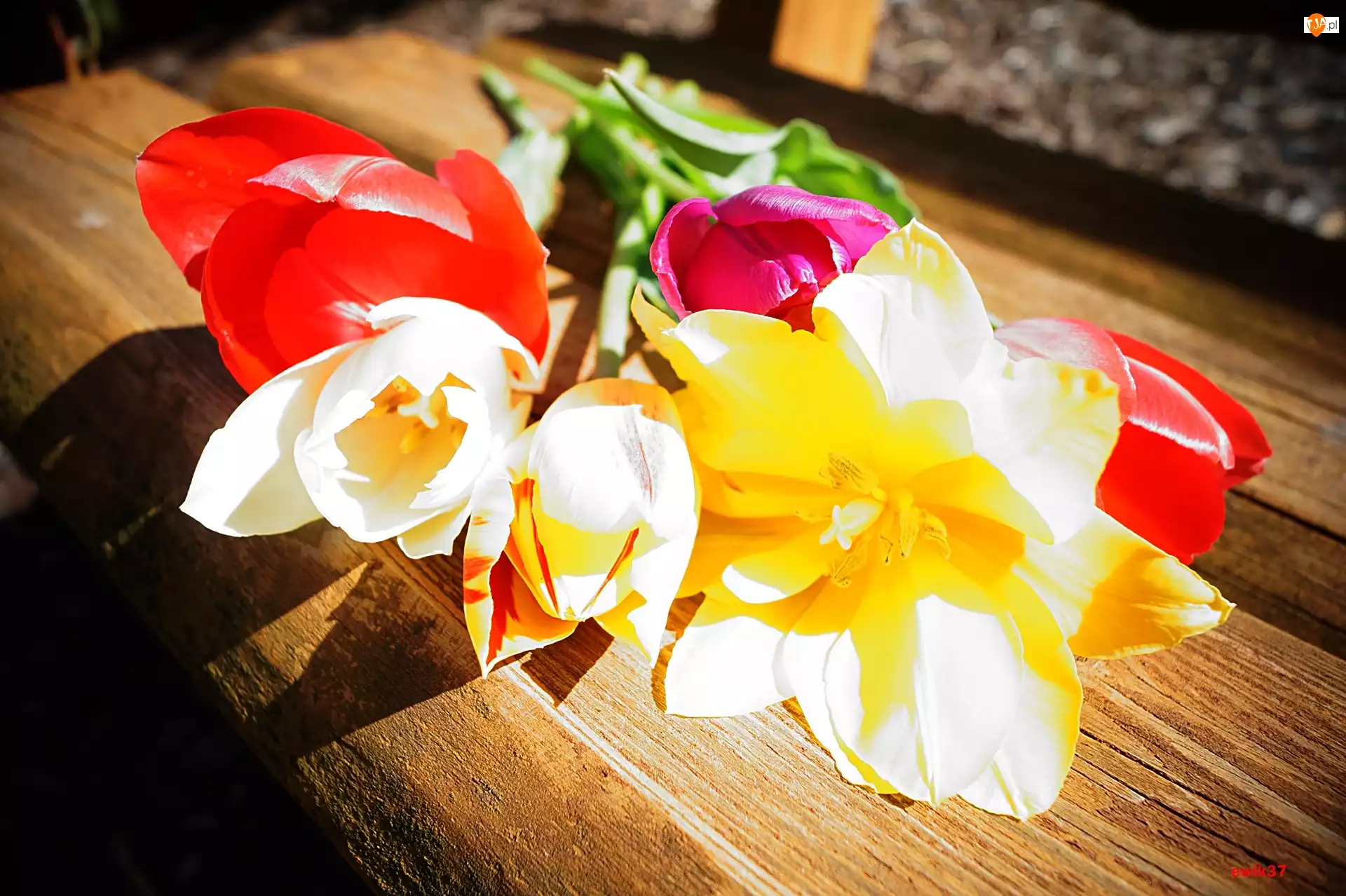 Ławeczka, Kolorowe, Tulipany