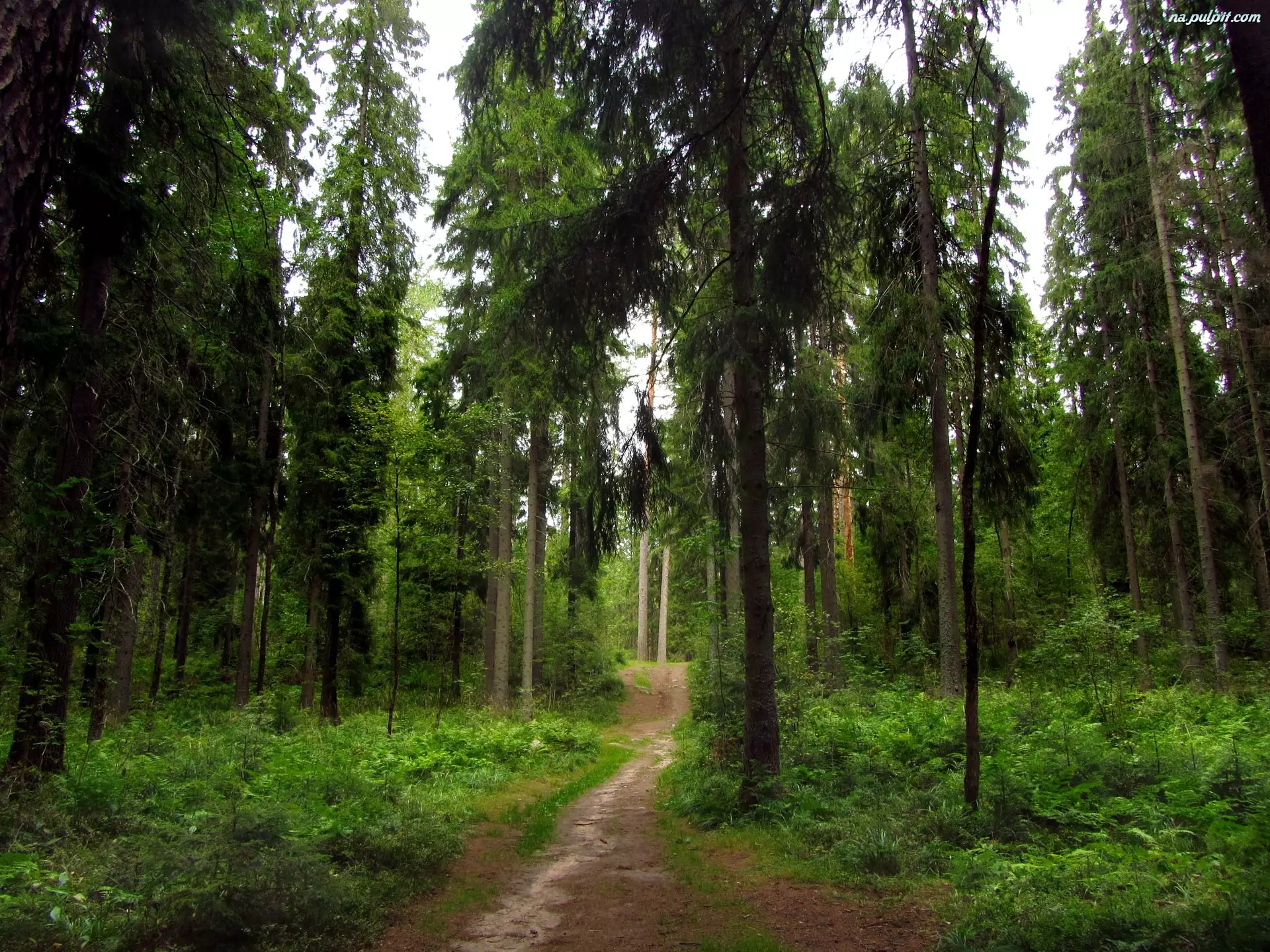Drzewa, Las, Ścieżka, Droga