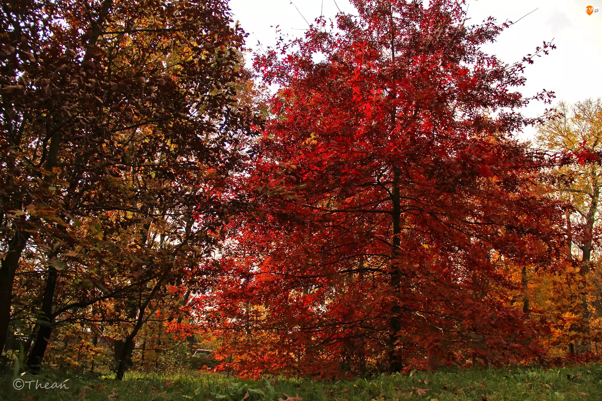 Jesień, Ogród, Czerwone, Drzewa, Liście