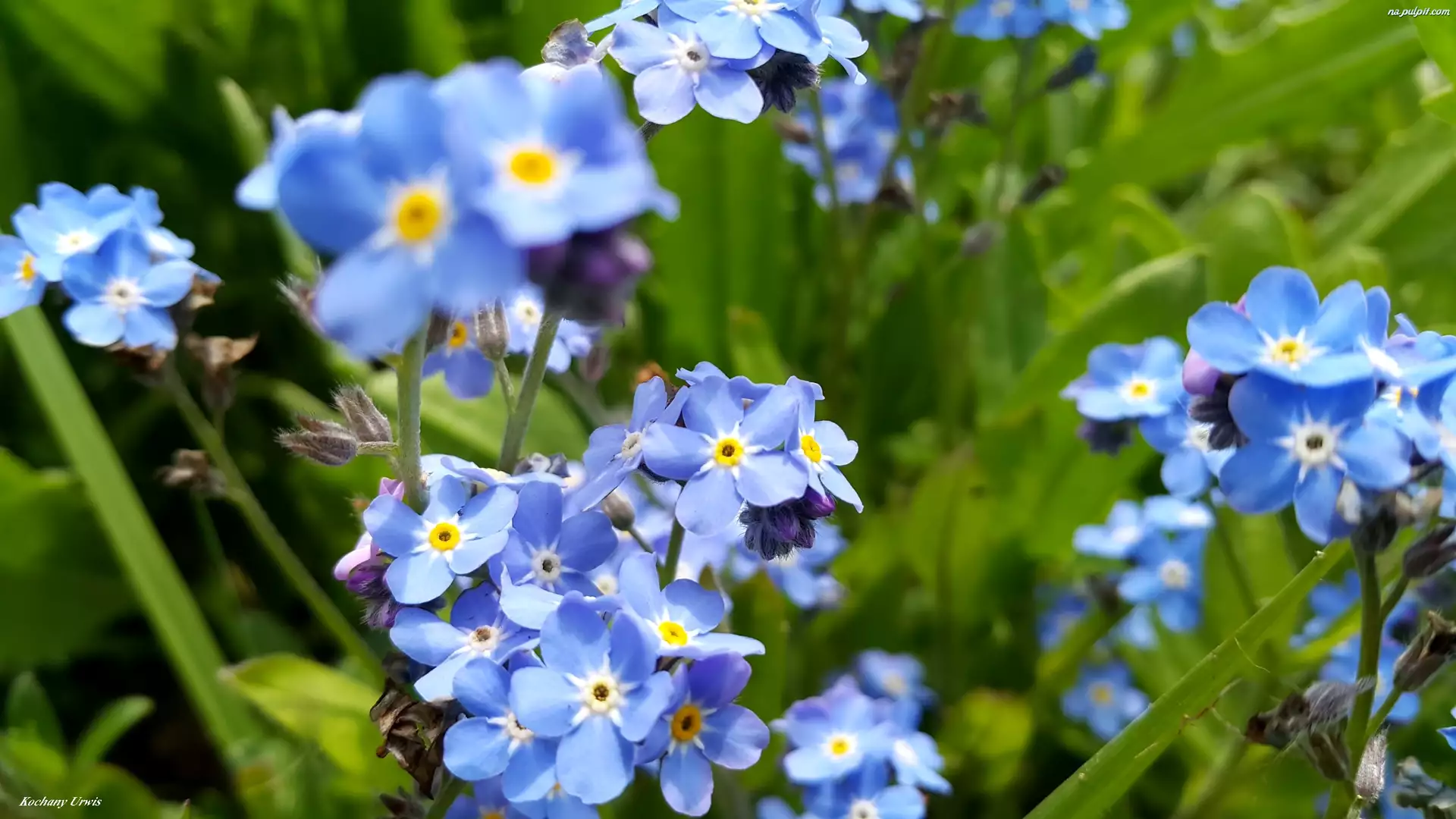 Niezapominajki, Niebieskie, Kwiaty