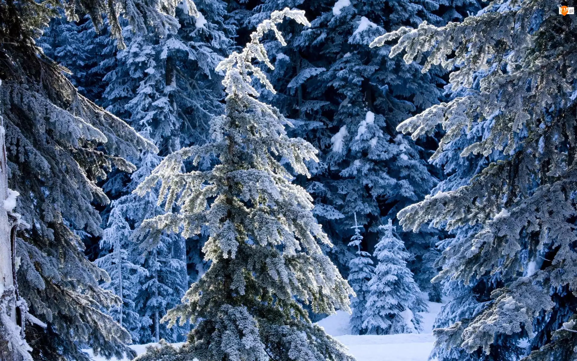 Zima, Drzewa, Las, Ośnieżone