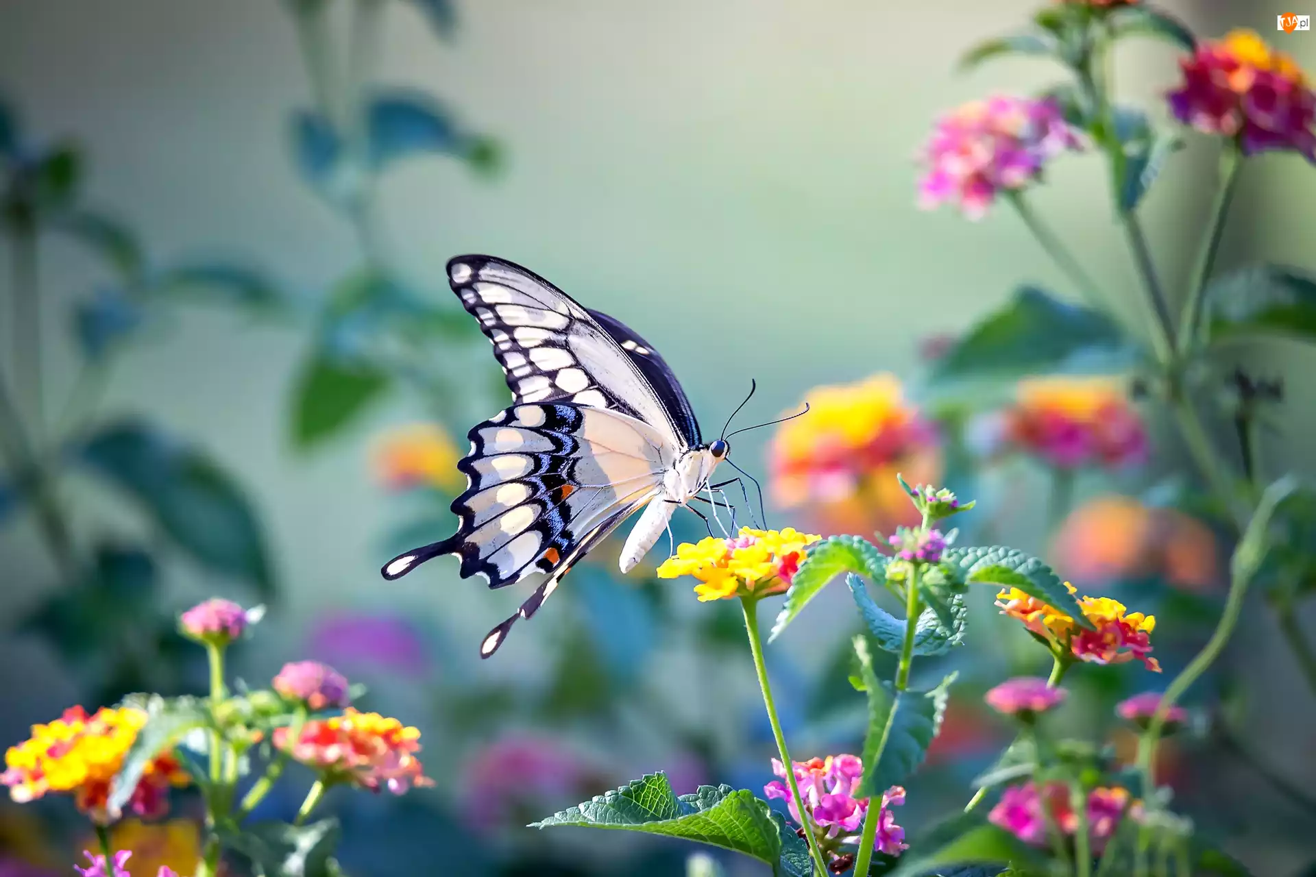Kwiaty, Motyl, Paź królowej
