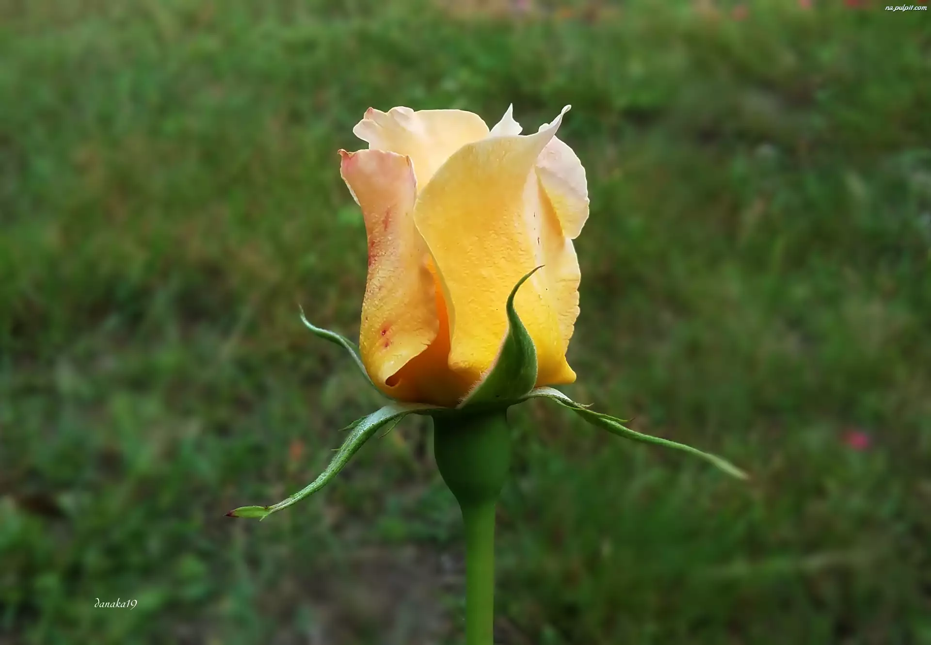 Kwiat, Pączek, Żółta, Róża