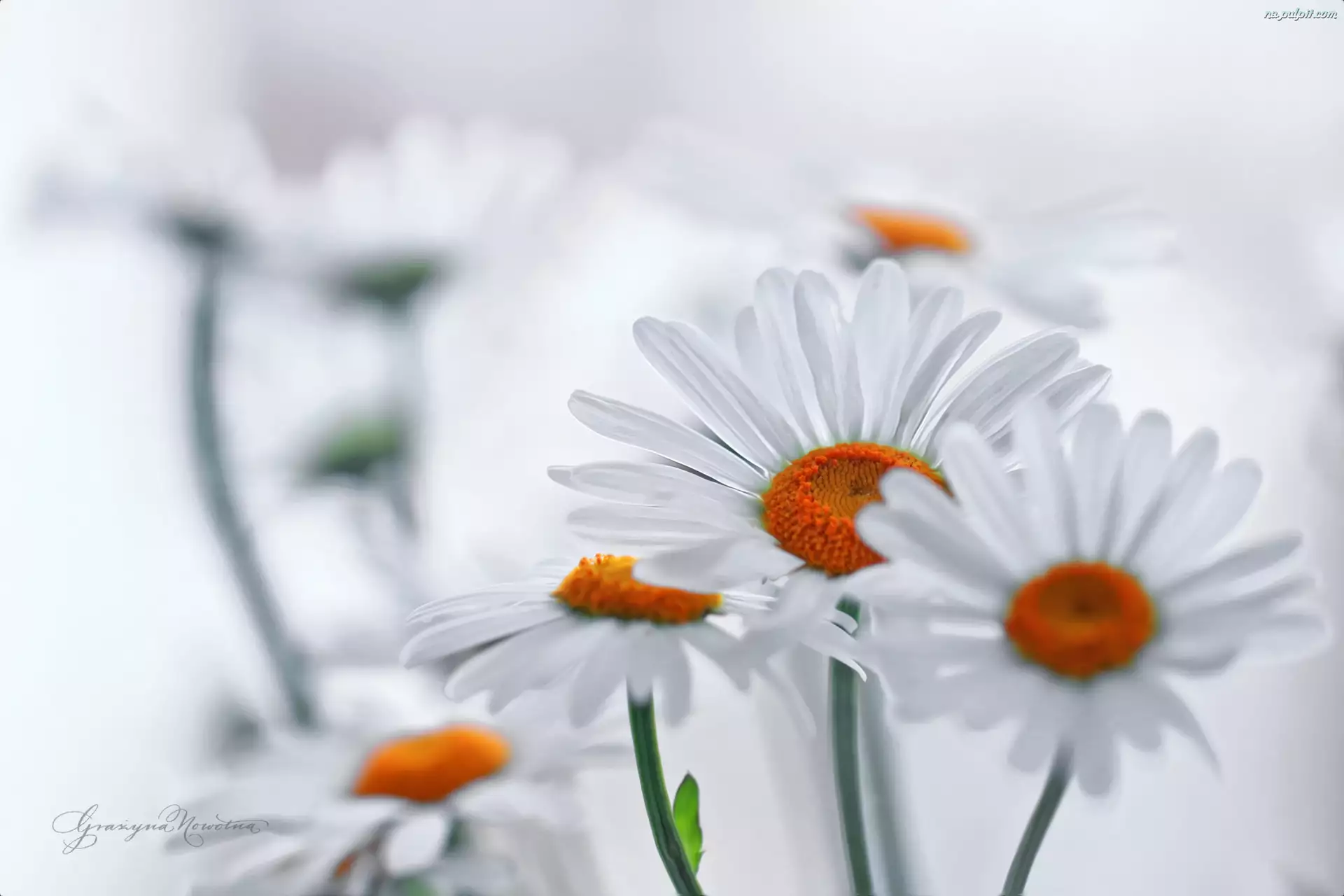 Kwiaty, Margerytki, Białe
