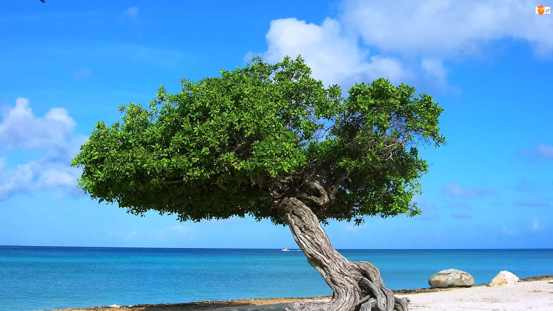 Aruba, Morze, Drzewo
