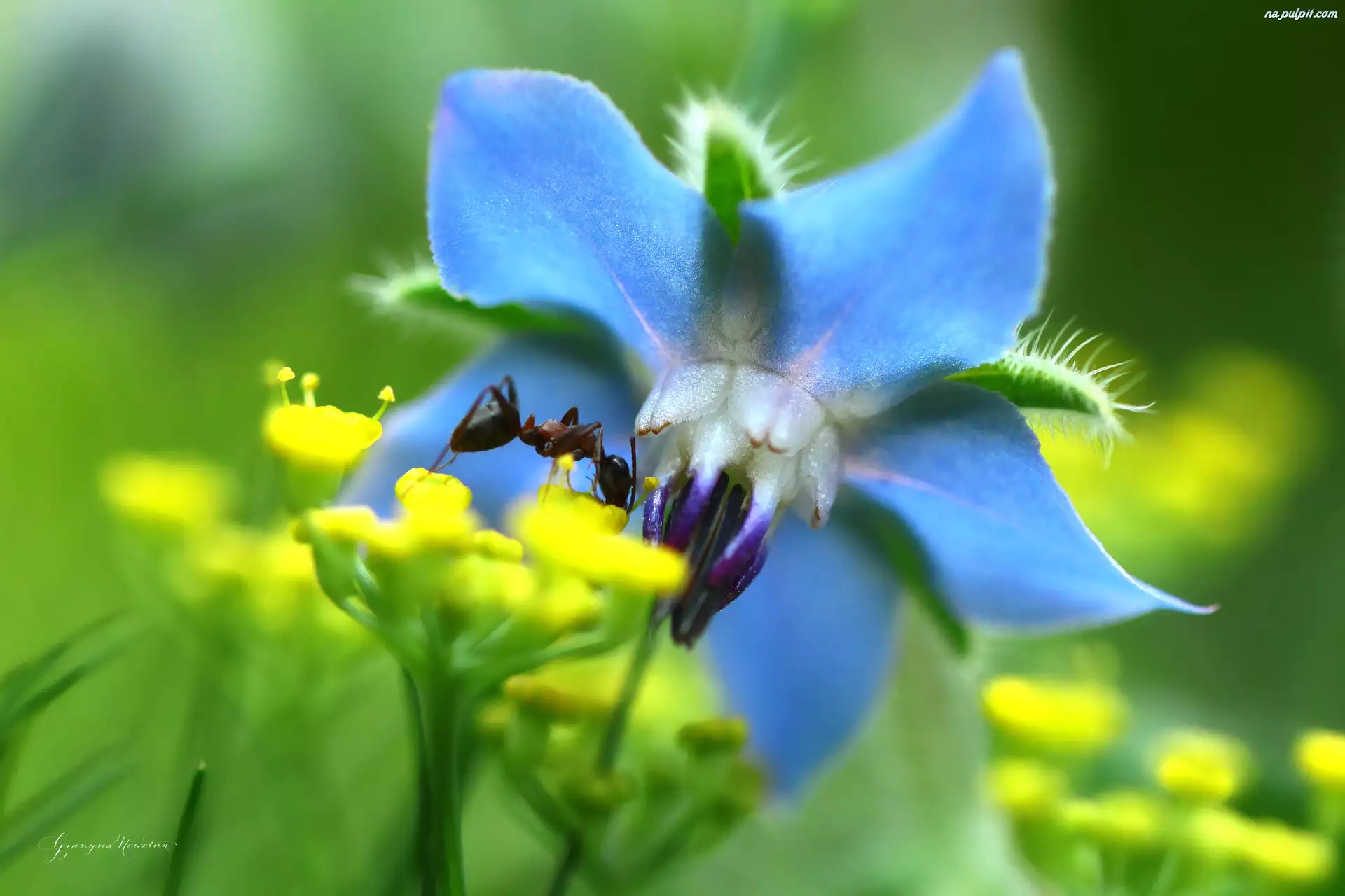 Mrówka, Kwiat, Owad, Niebieski