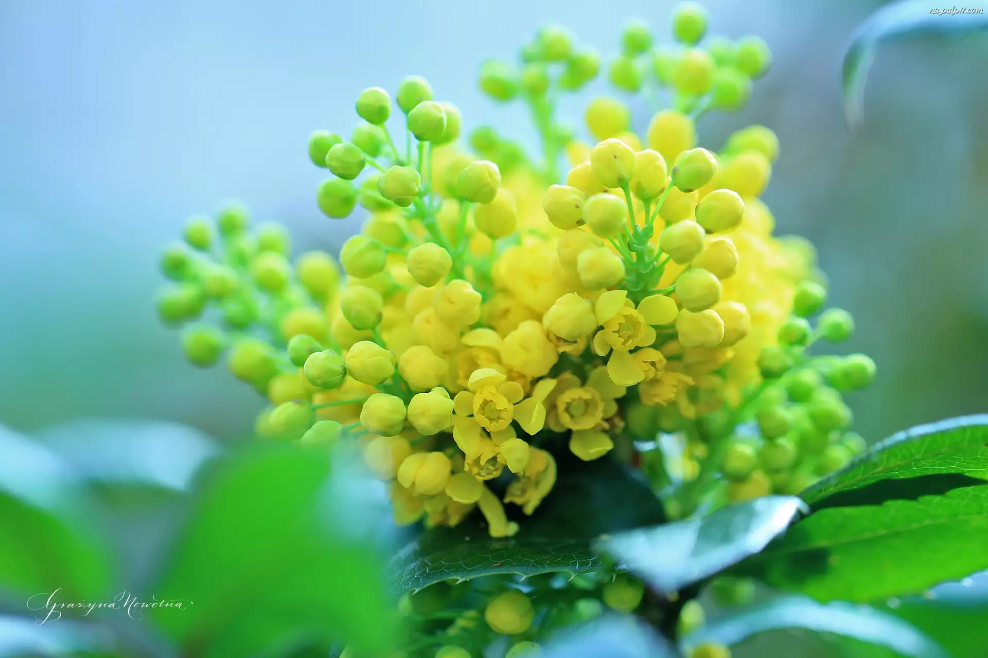Kwiaty, Ostrokrzew, Żółte