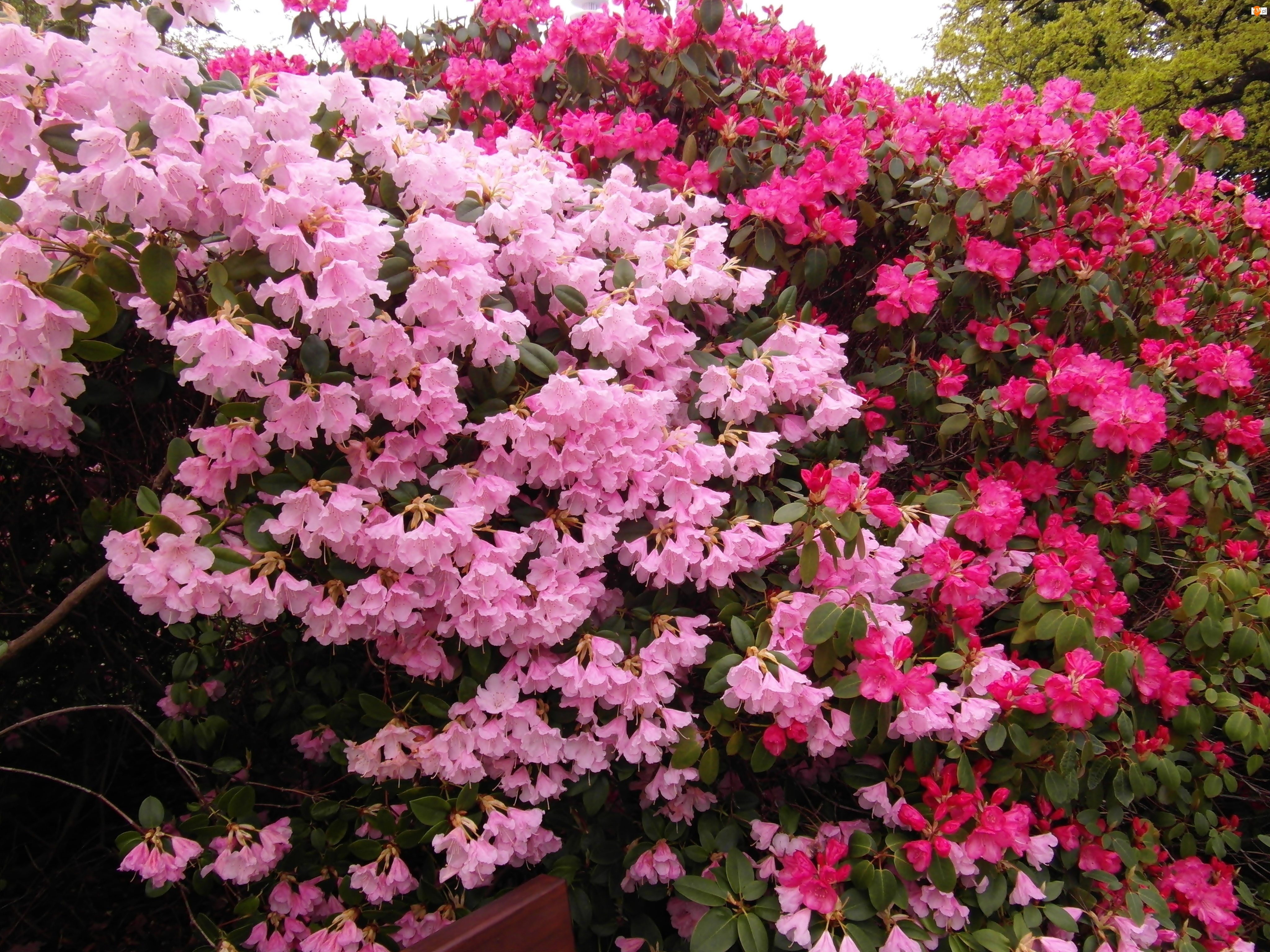 Różowe, Różanecznik japoński, Kwiaty