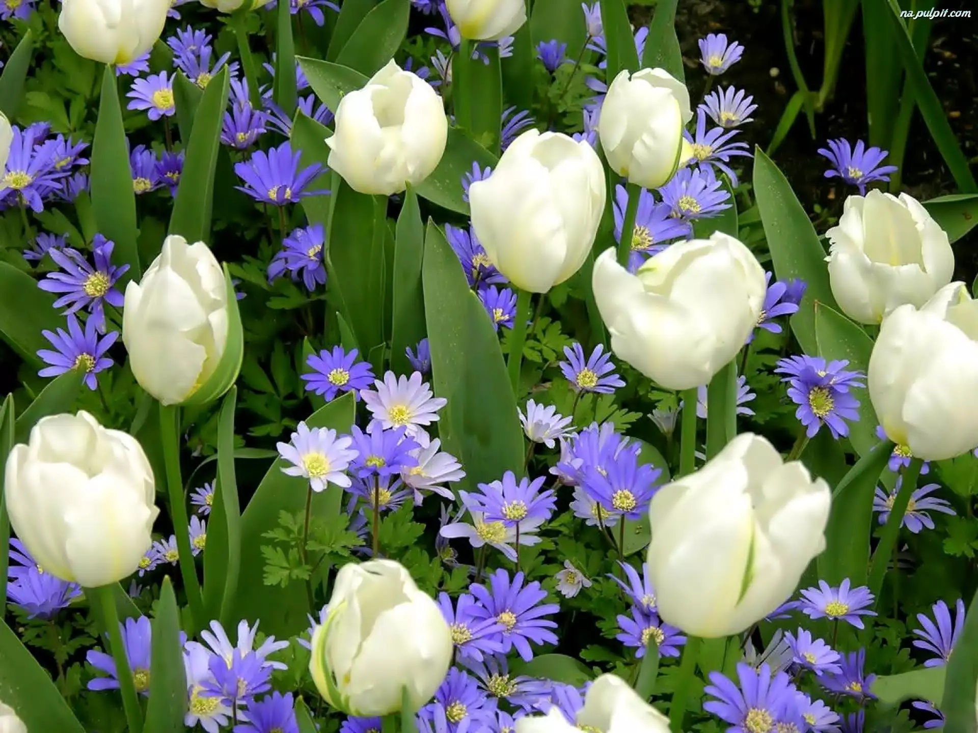Białe, Kwiaty, Tulipany, Niebieskie