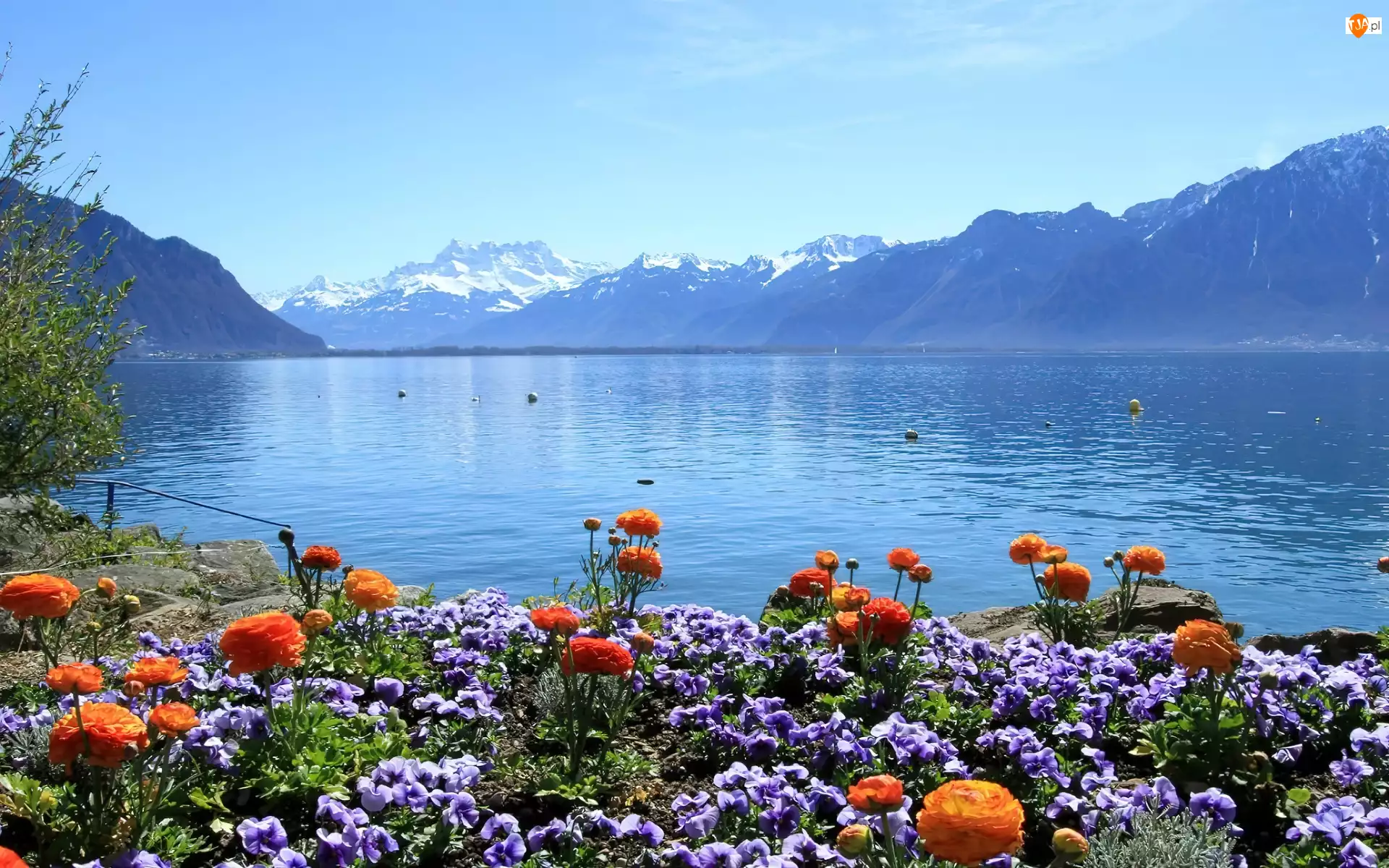 Kwiaty, Jezioro, Góry, Kwitnące