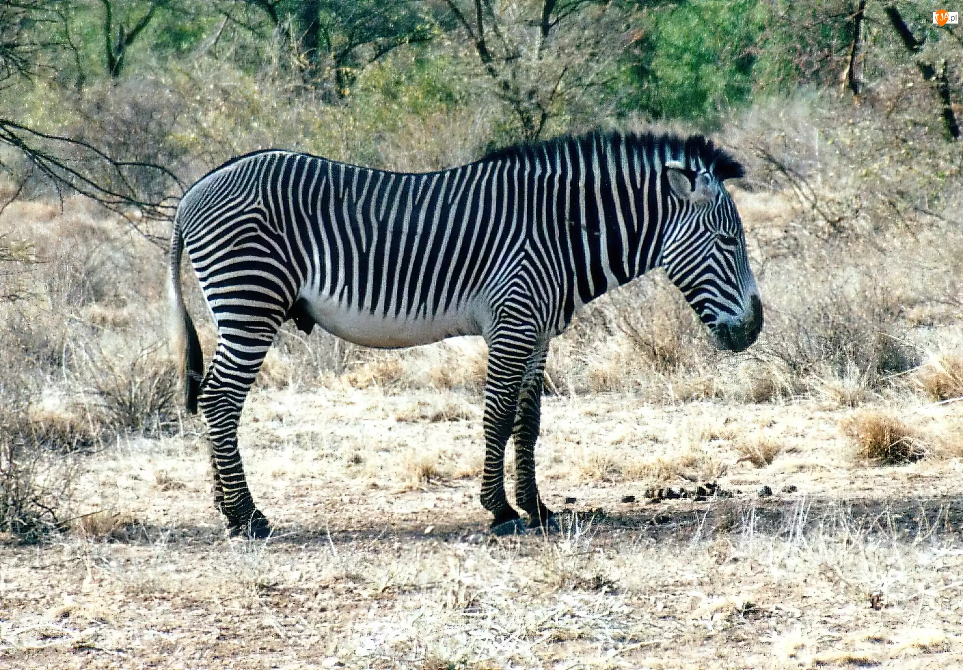 zarośla, Zebra, trawa