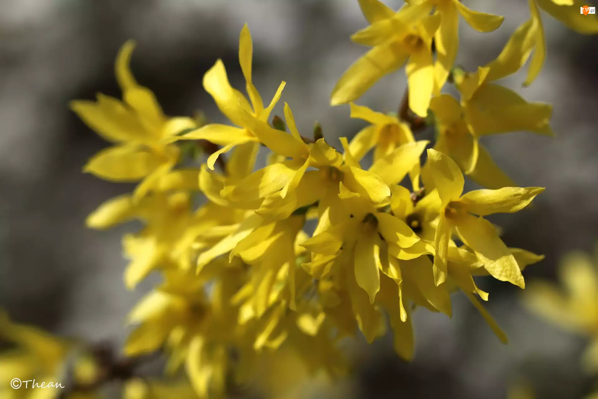 Żółte, Wiosna, Kwiaty, Forsycja