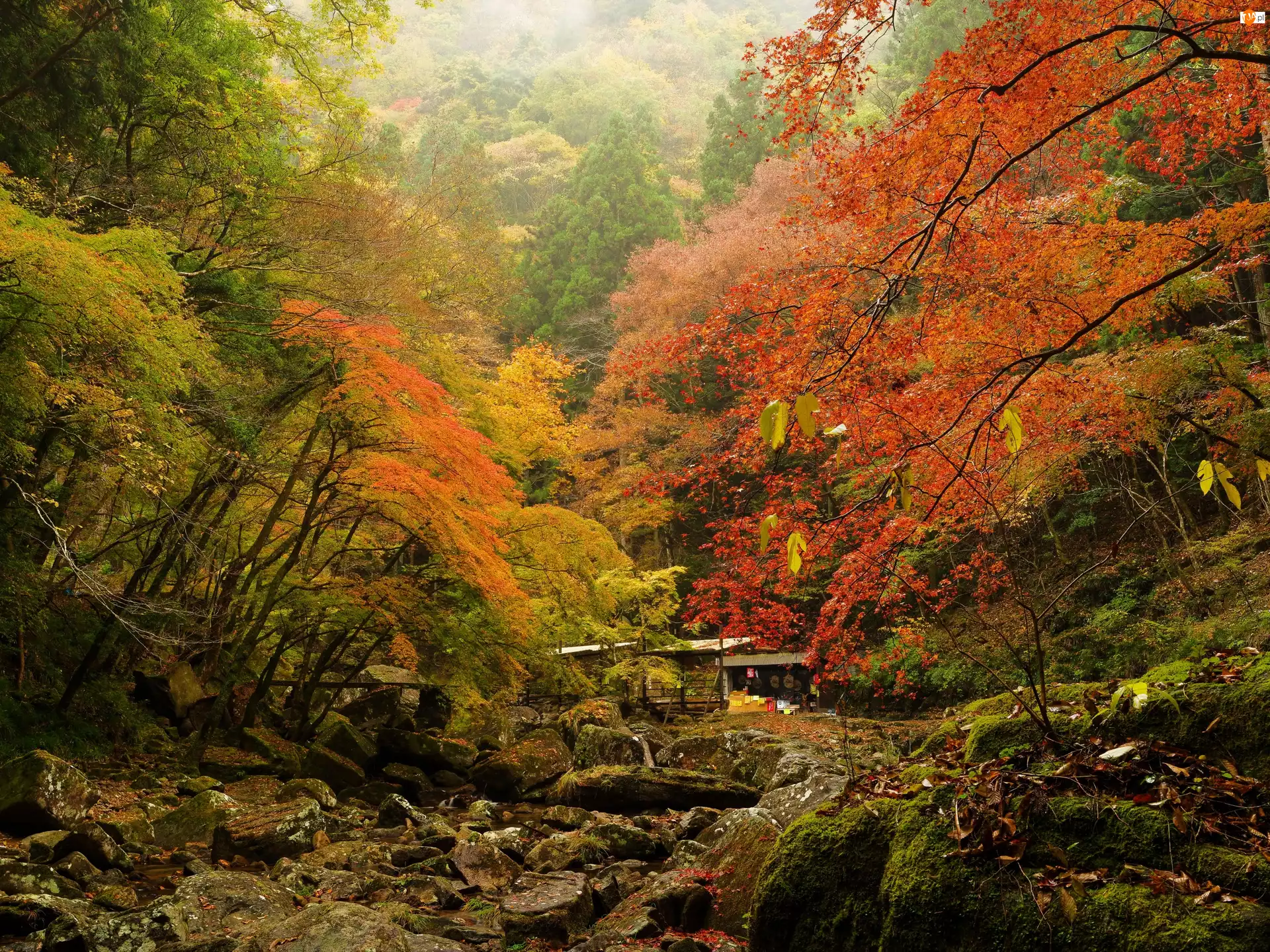 Las, Jesienny, Kolorowy