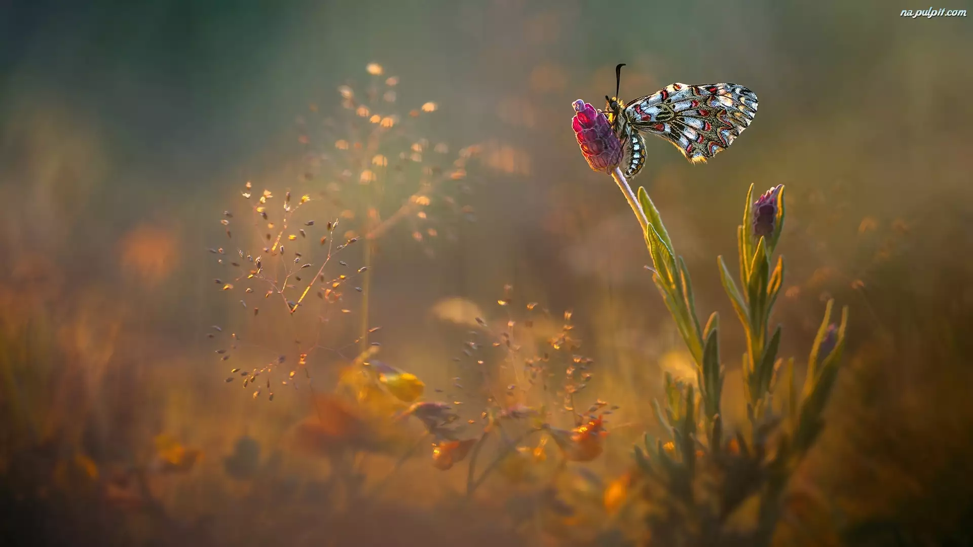 Motyl, Światło, Kwiat, Roślinki
