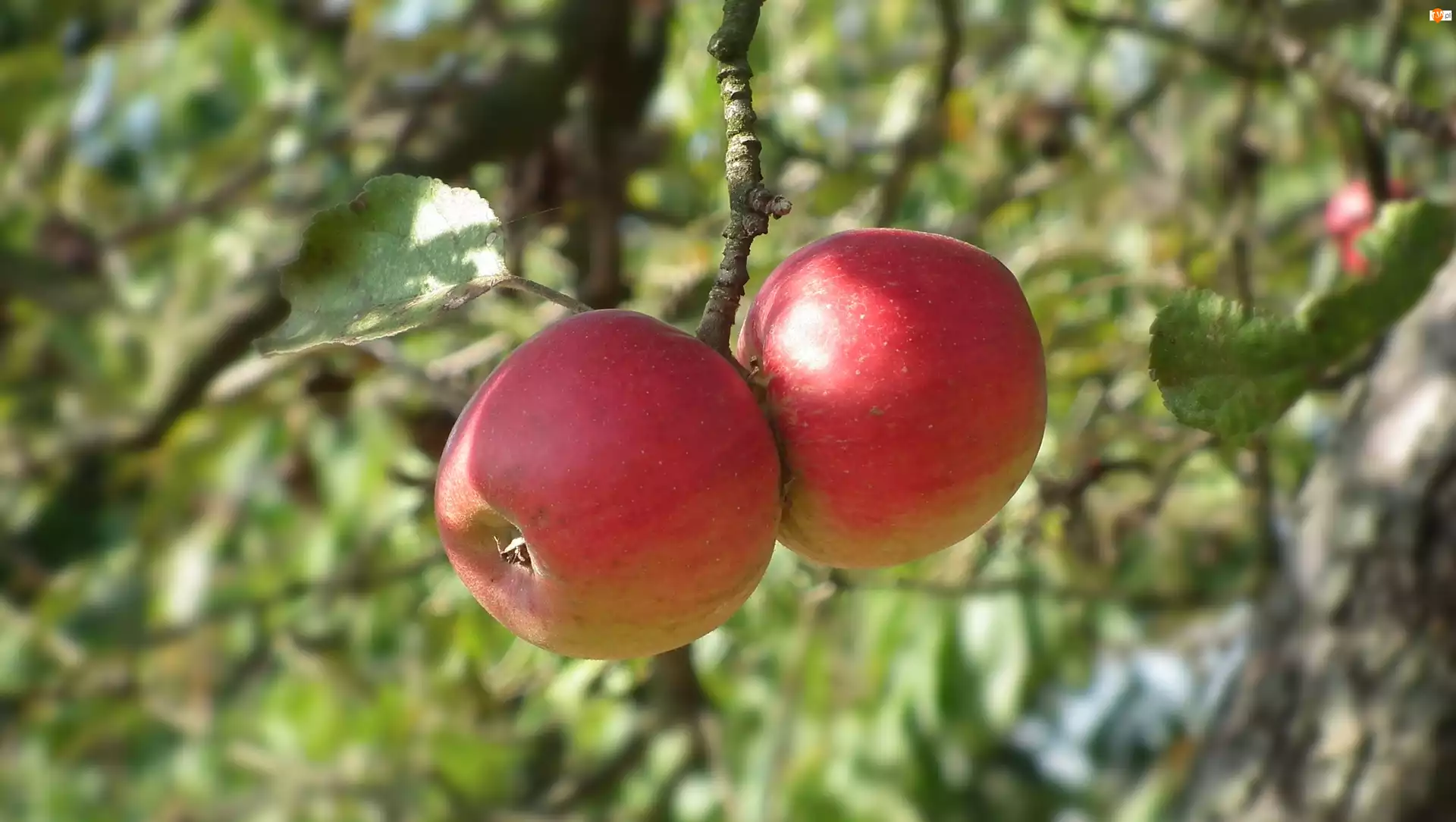 Jabłka, Przyroda, Owoce