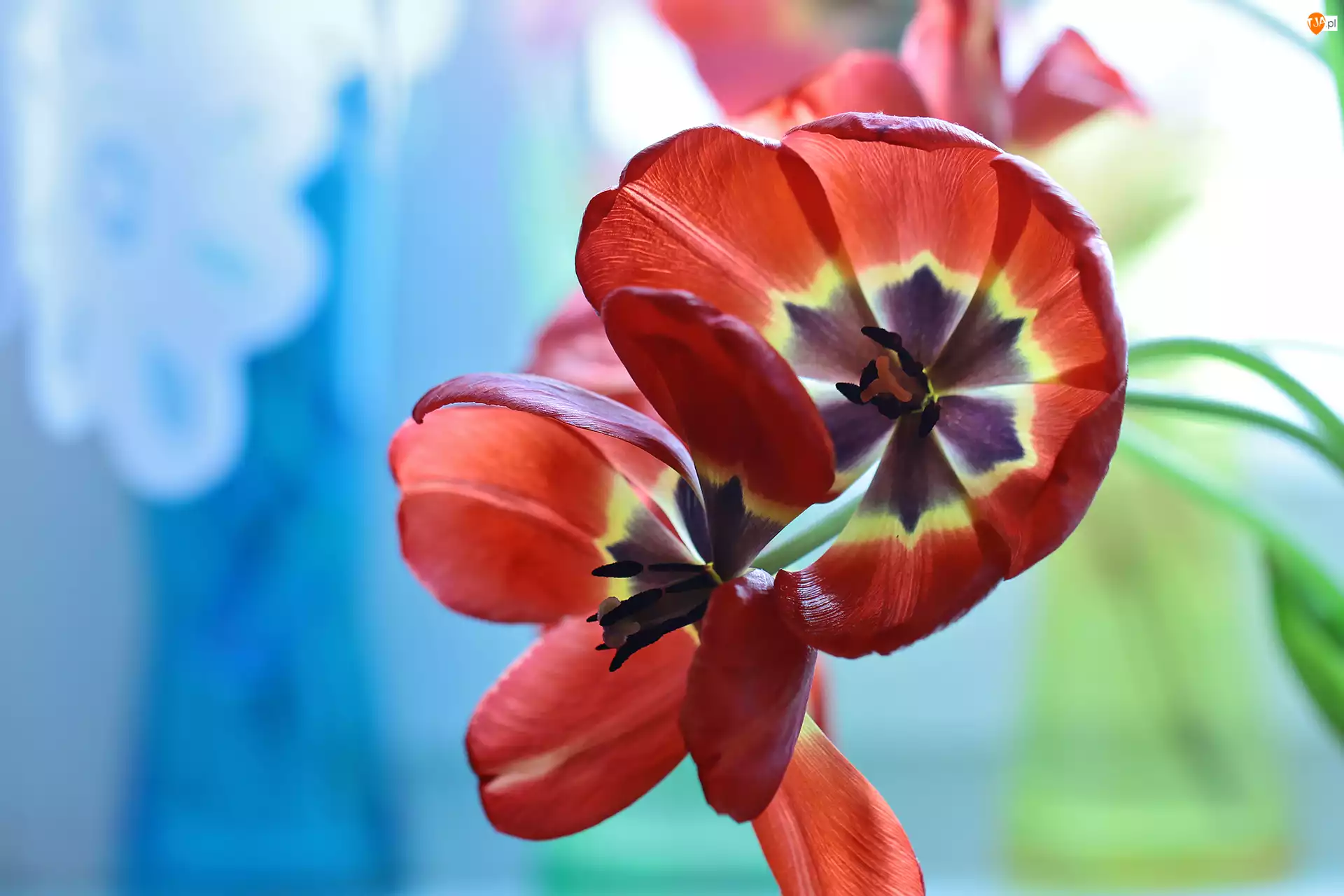 Czerwone, Kwiaty, Rozwinięte, Tulipany