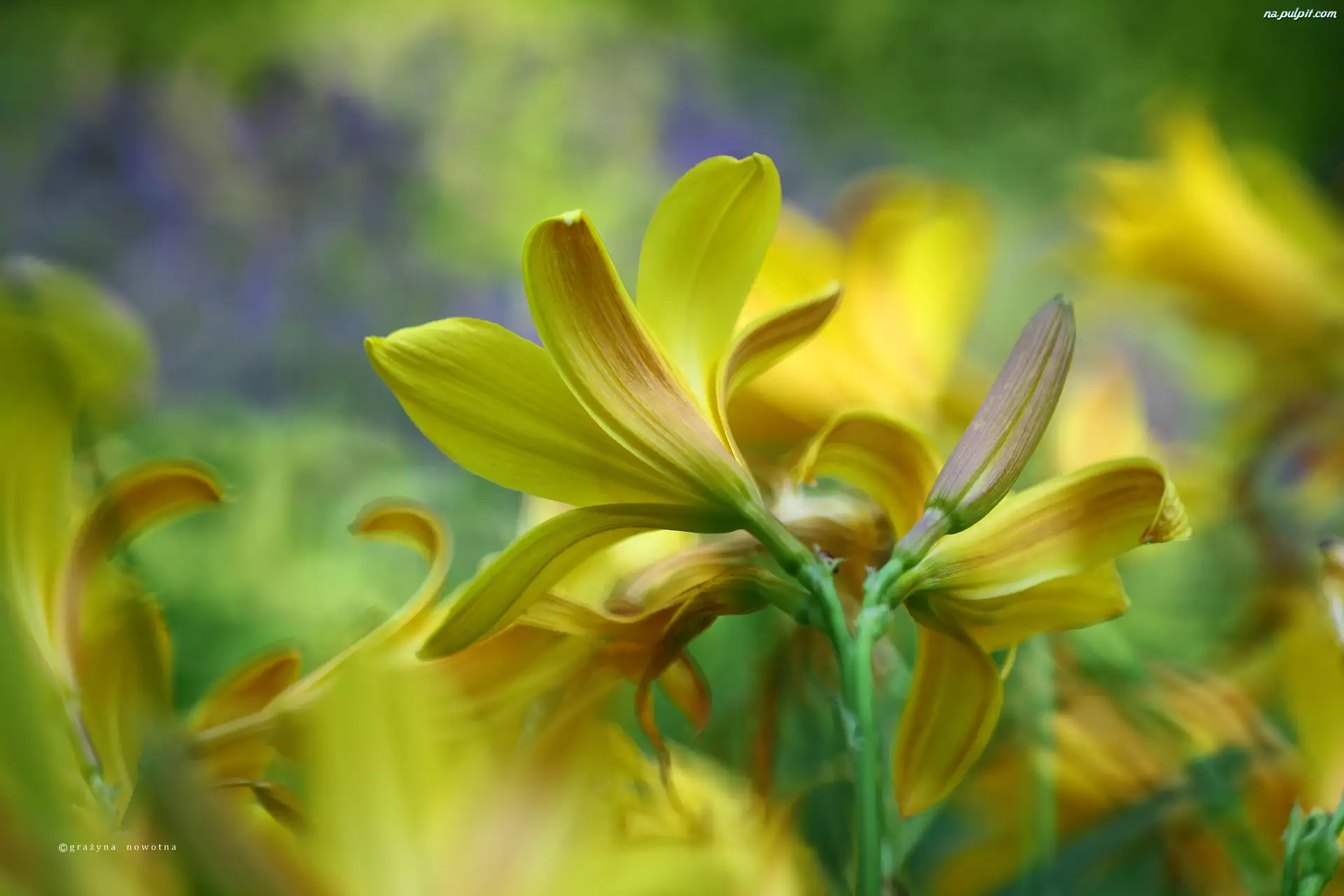 Kwiaty, Liliowiec, Żółte