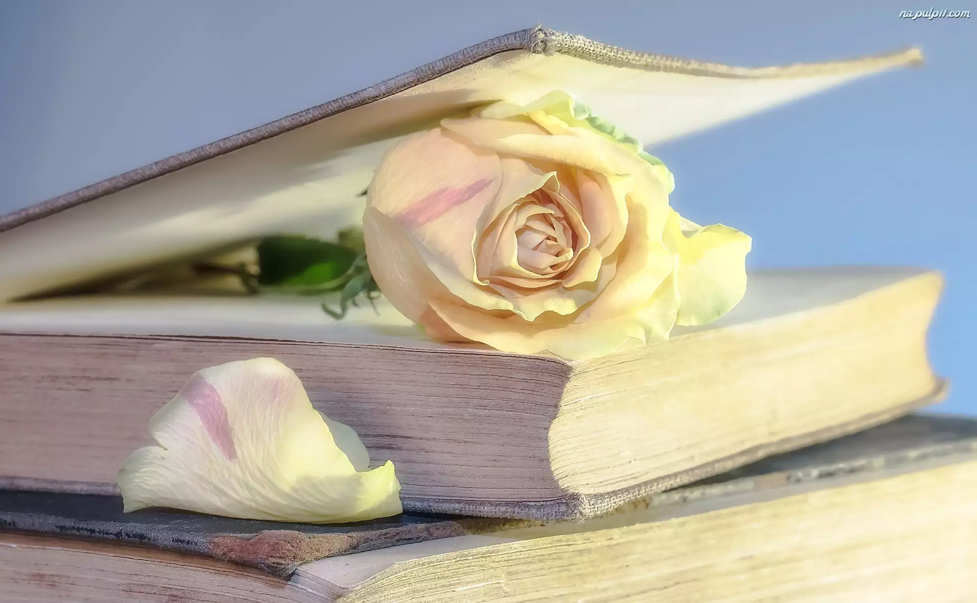 Książki, Płatek, Kwiat, Róża