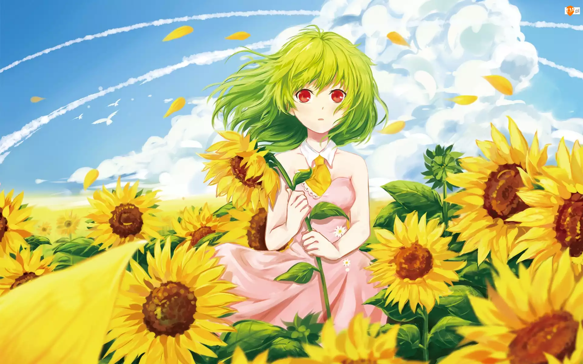 Manga Anime, Lato, Dziewczyna, Słoneczniki