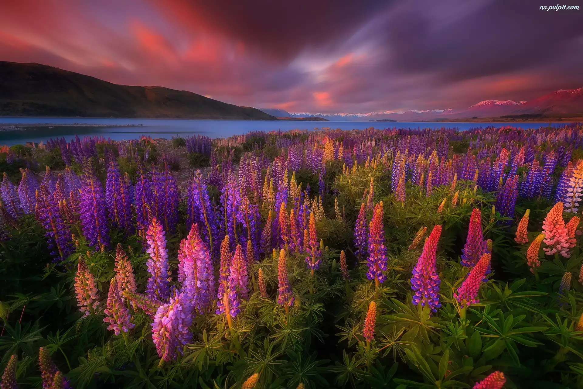 Góry, Nowa Zelandia, Kwiaty, Jezioro Tekapo, Łubin